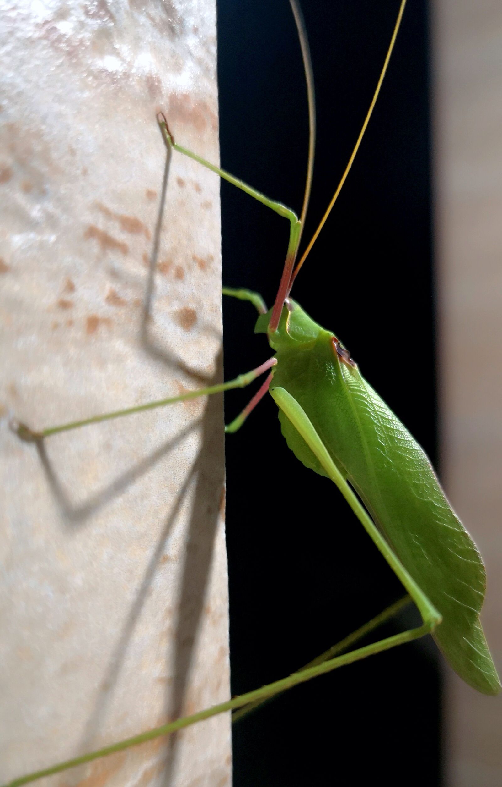 HUAWEI CLT-L29 sample photo. Insect, green, grace photography