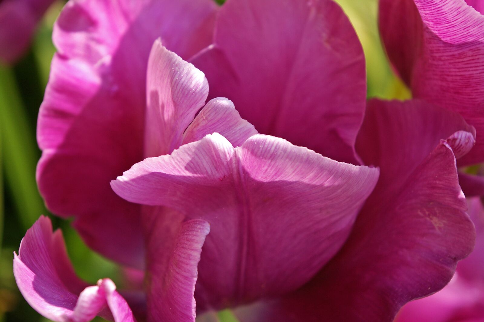 Pentax *ist DL2 sample photo. Tulips, flower, spring photography