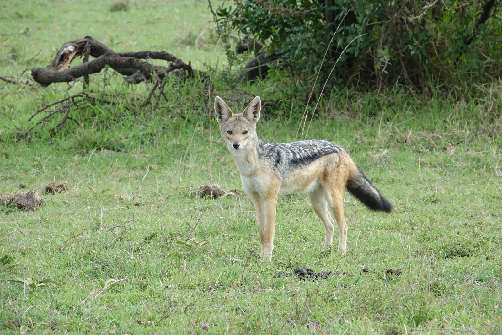 Sony Cyber-shot DSC-RX10 III sample photo. Wildlife, animal, mammal photography