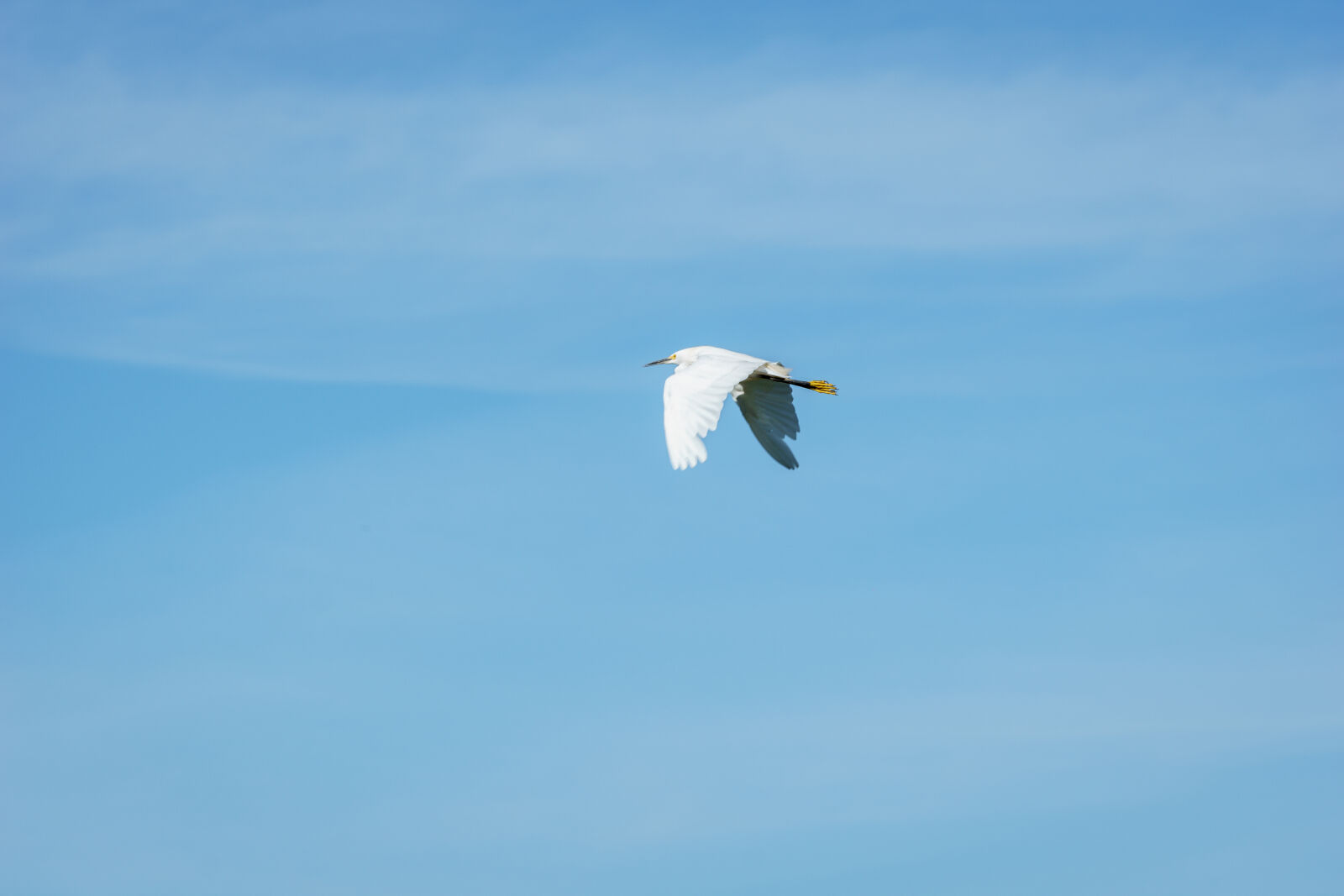 Sony a6000 + Sony FE 70-200mm F4 G OSS sample photo. Bird, blue, crane, sky photography