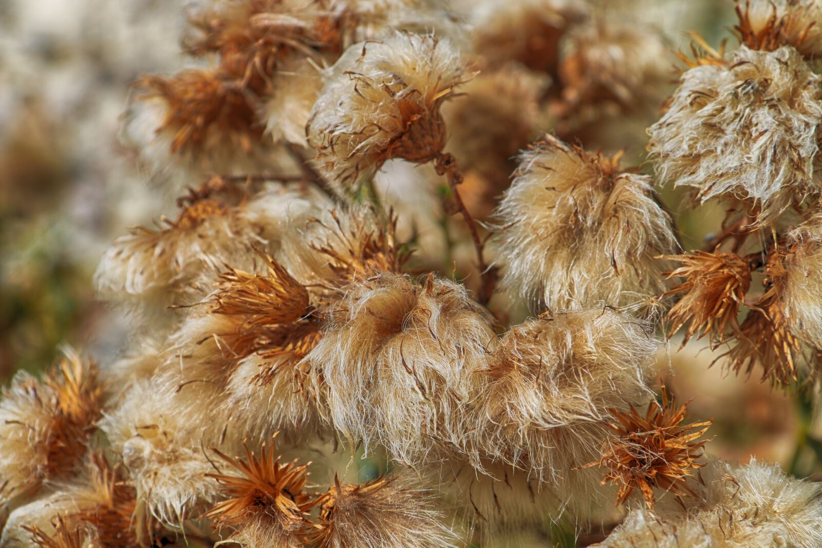 Canon EOS 70D sample photo. Flowers, dead, thistle photography