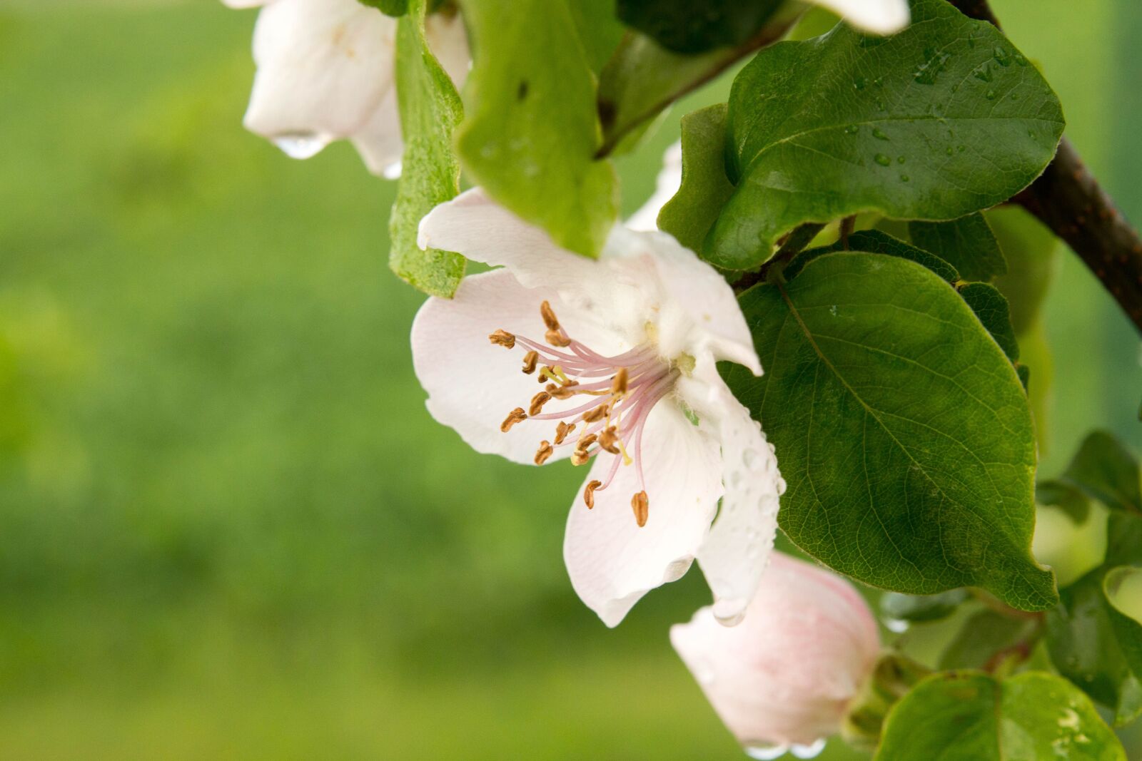 Canon EOS 60D sample photo. Quince, blossom, bloom photography