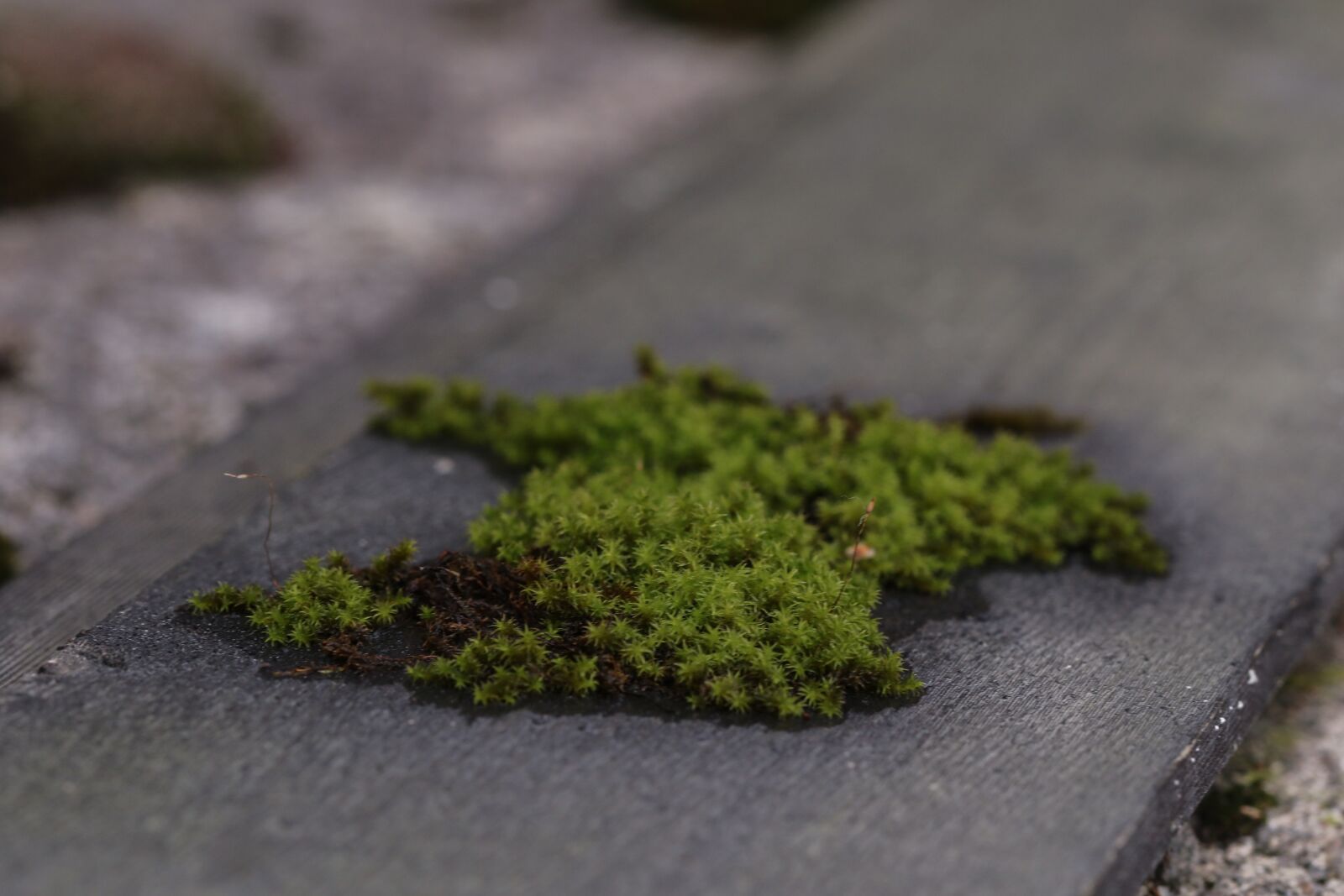 Canon EOS 7D Mark II sample photo. Moss, green, nature photography