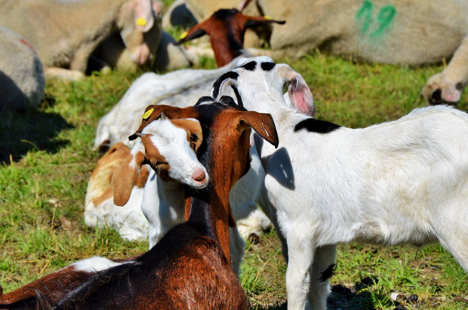 Nikon D3200 sample photo. Goat, prima donna, geiss photography