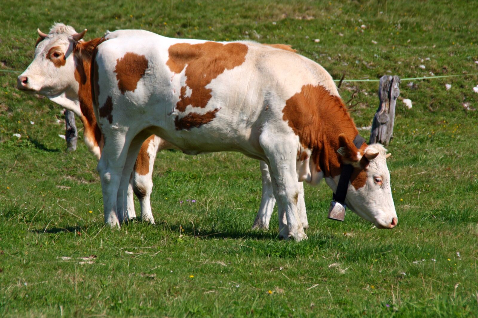 Canon EOS 450D (EOS Rebel XSi / EOS Kiss X2) sample photo. Cow, horns, animal photography