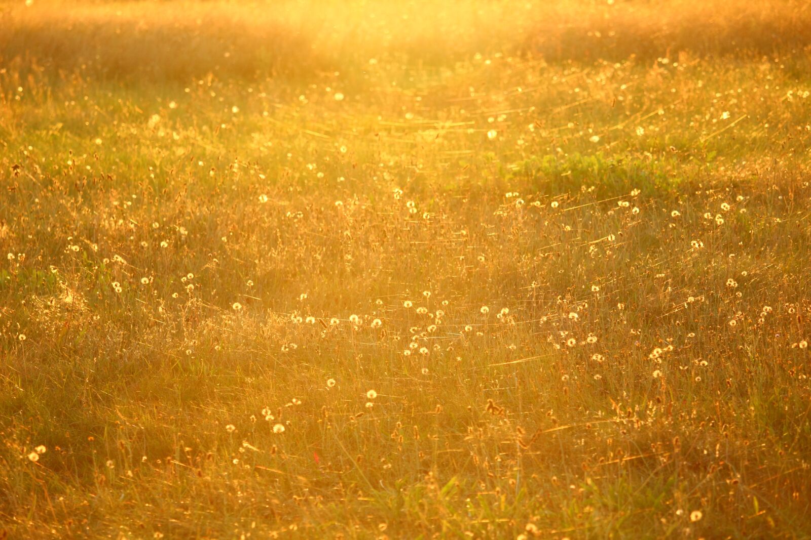 Canon EOS 100D (EOS Rebel SL1 / EOS Kiss X7) sample photo. Meadow, sun, spider webs photography