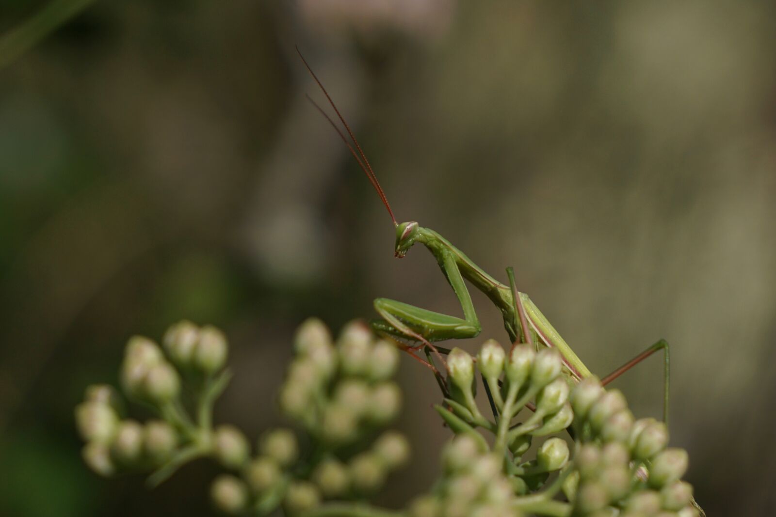 Sony E 55-210mm F4.5-6.3 OSS sample photo. Fishing locust, praying mantis photography