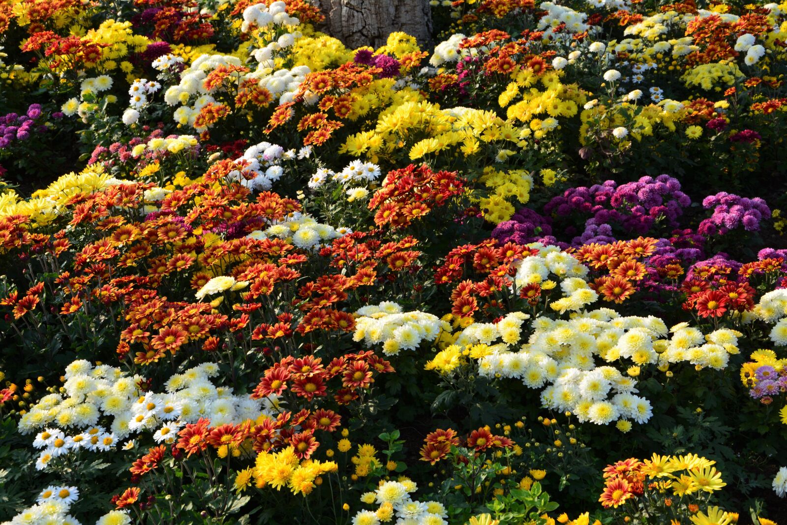 Nikon D7100 sample photo. Flower, chichewa live, vivid photography