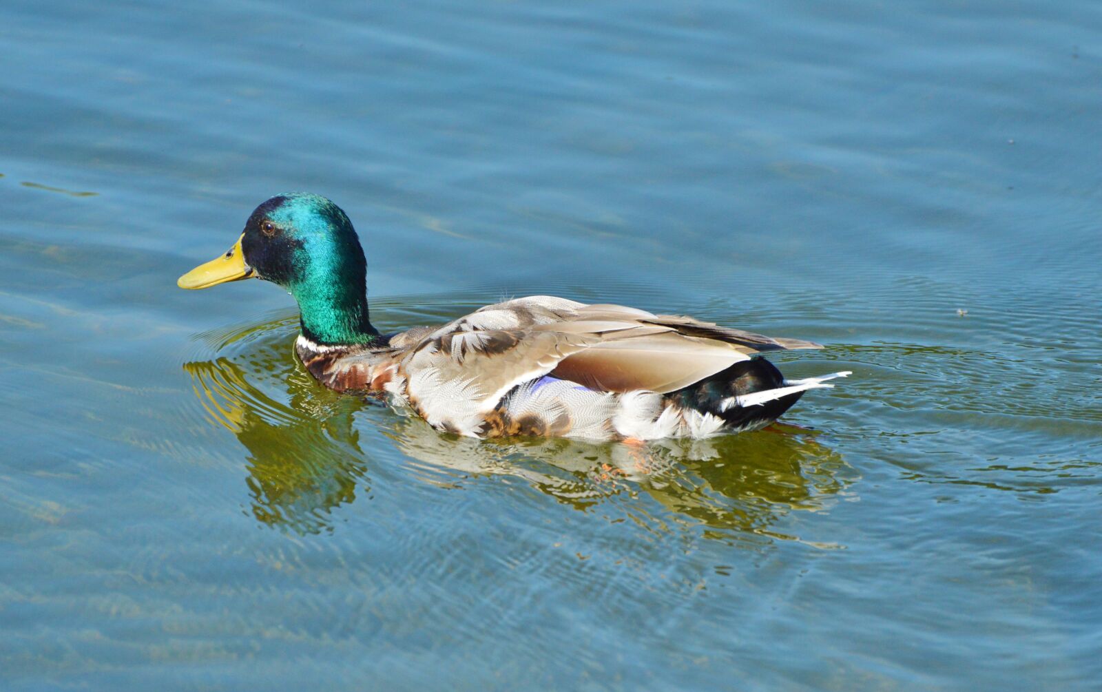 Nikon D3200 sample photo. Ducks, mallard, waterfowl photography