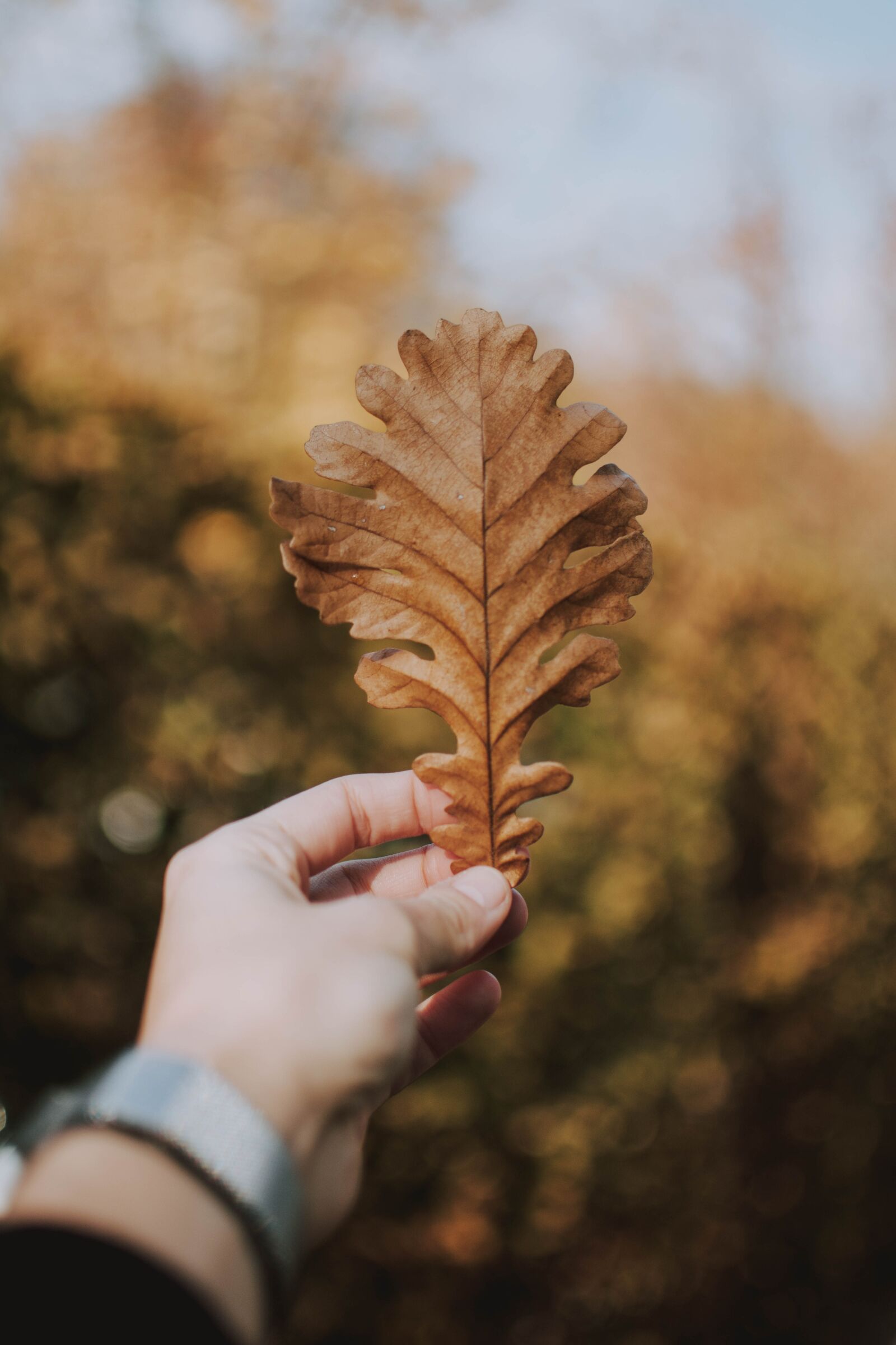 Nikon D5200 sample photo. Leaf, hand, keep photography