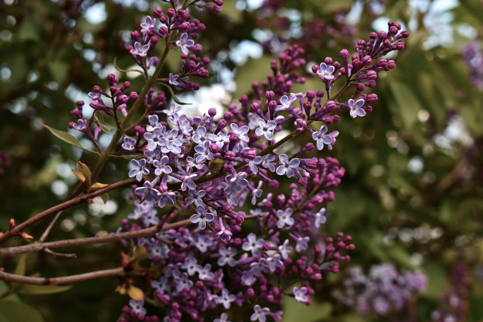 Nikon D5600 sample photo. Blossom, plant, nature photography
