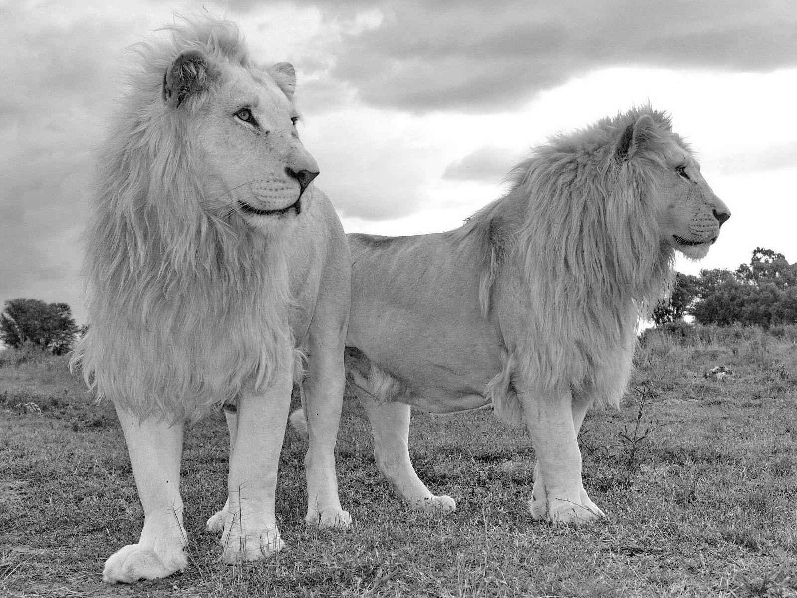 Sony DSC-F828 sample photo. White lion, lion, lion photography