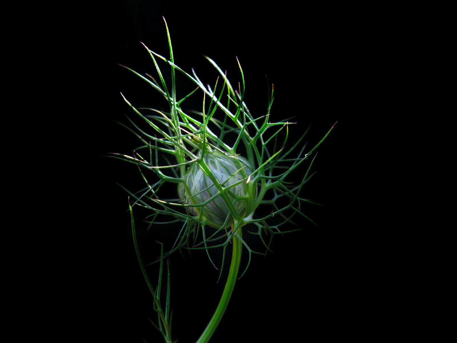 Canon PowerShot G15 sample photo. Black cumin, virgin in photography