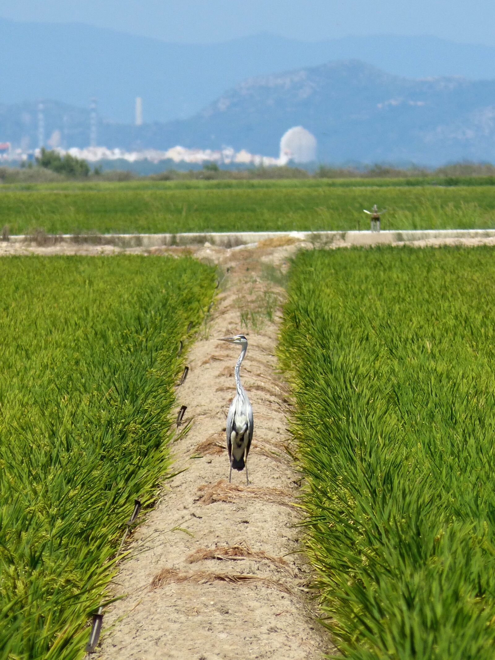 Panasonic DMC-FZ62 sample photo. Ebro delta, paddy, kingfisher photography