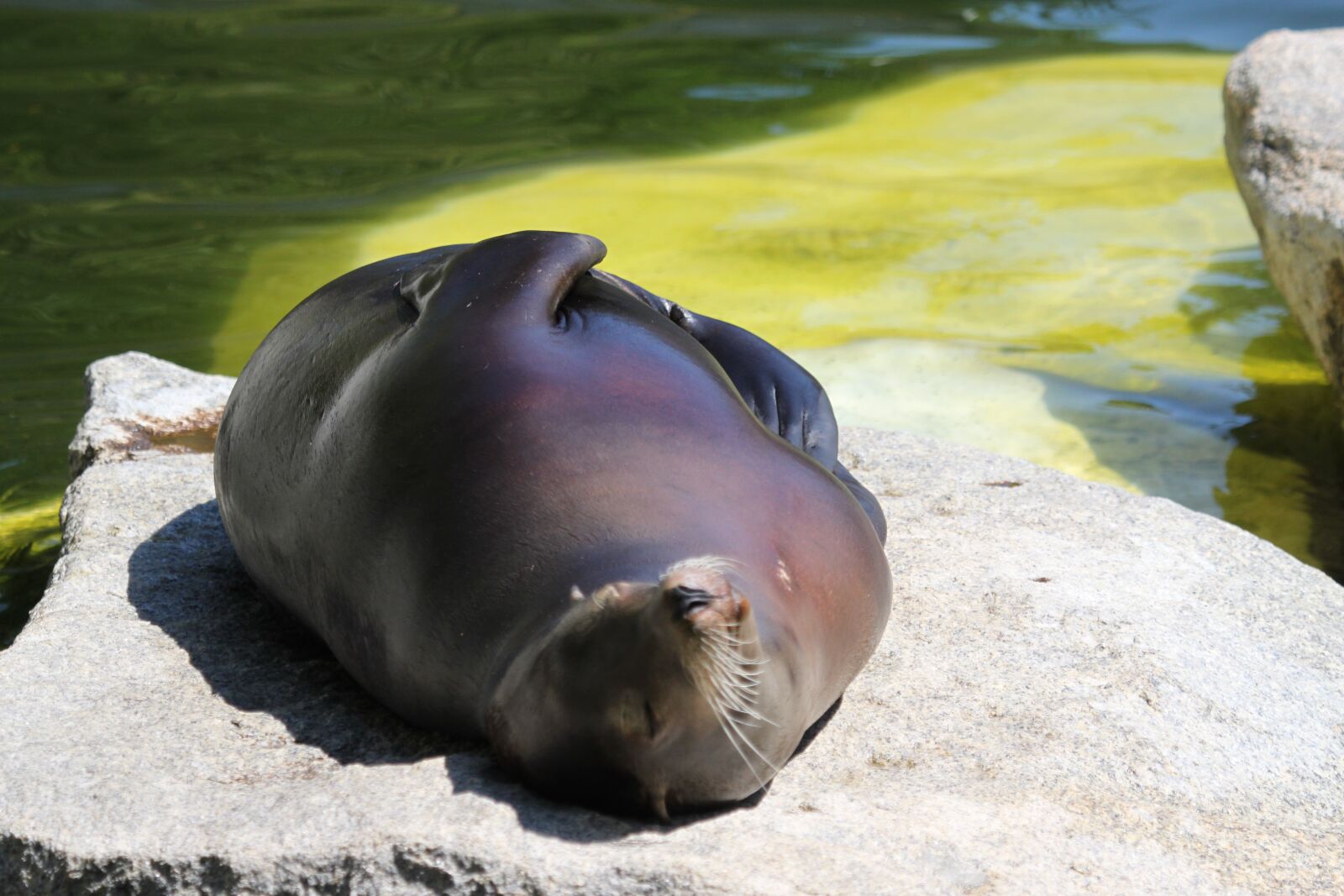 Canon EOS 500D (EOS Rebel T1i / EOS Kiss X3) sample photo. Robbe, sea lion, aquatic photography