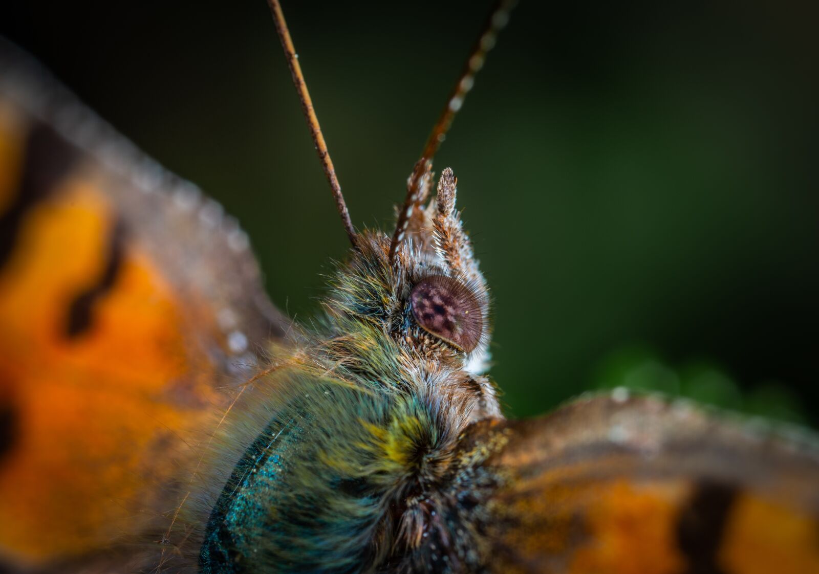 #124 65/2.8 sample photo. Butterfly, lepidoptera, macro photography