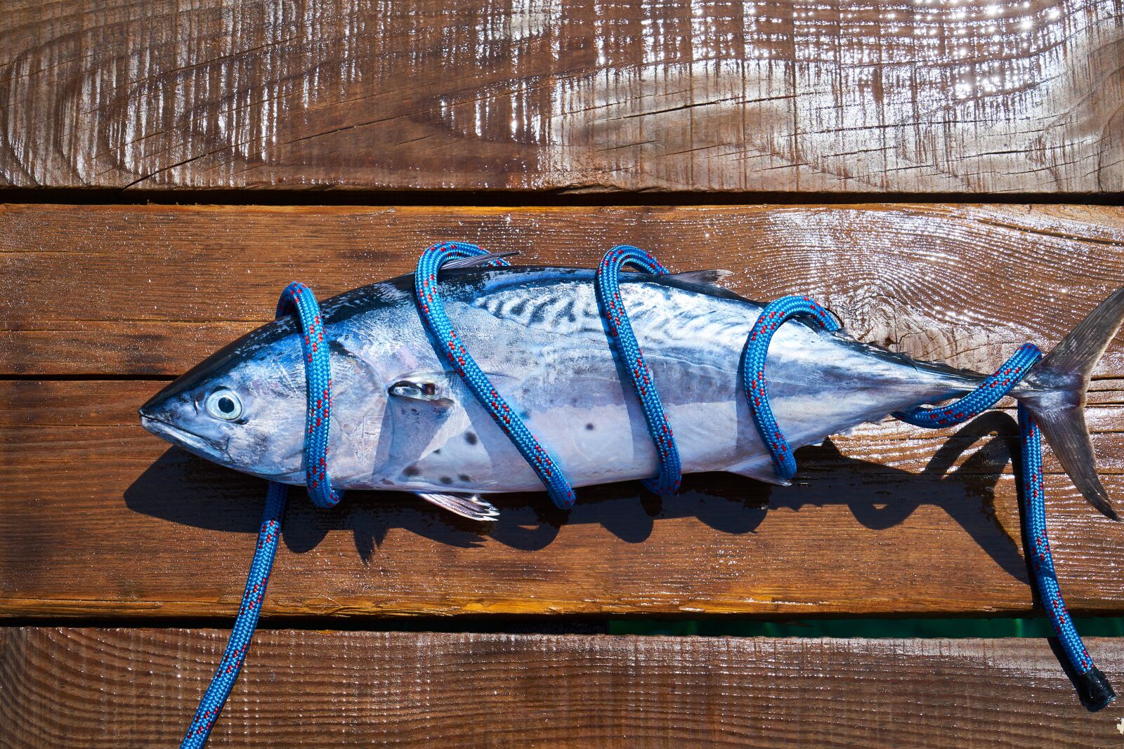 Sony a7R II sample photo. Fish, fresh, food photography