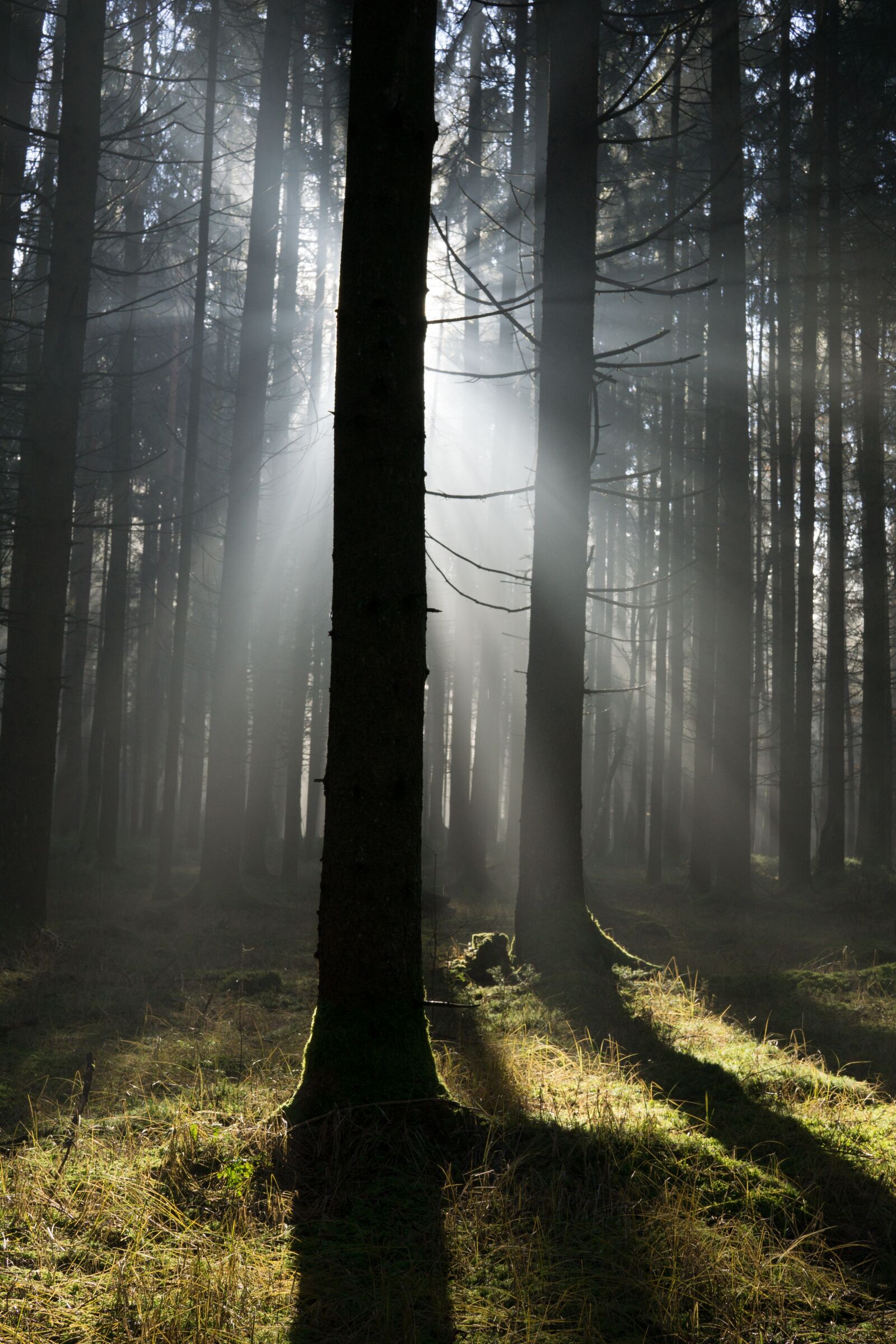 Sony a6000 + Sigma 30mm F2.8 EX DN sample photo. Nature, wood, trees photography