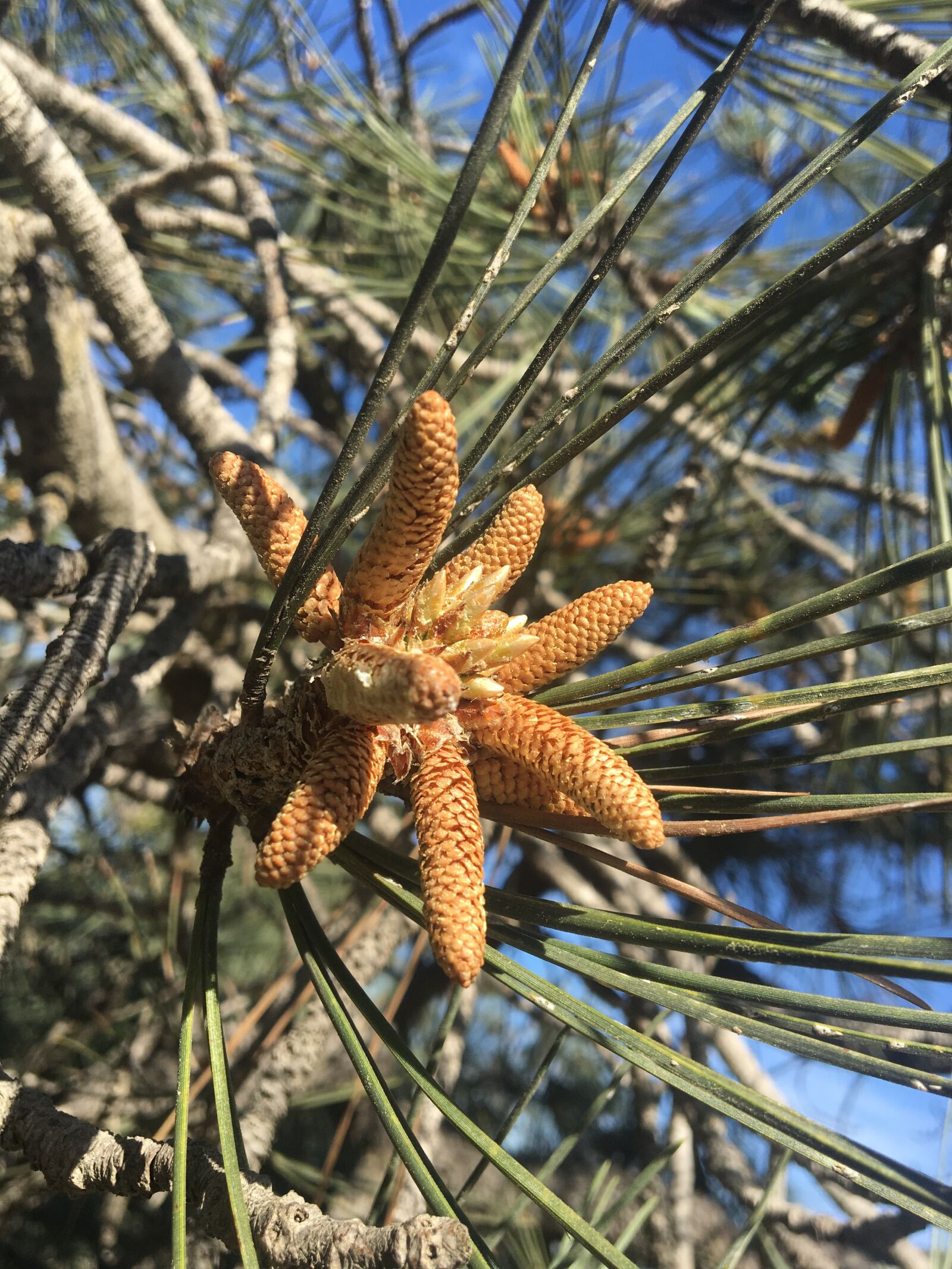 Apple iPhone 6s sample photo. Pine, tree, evergreen photography