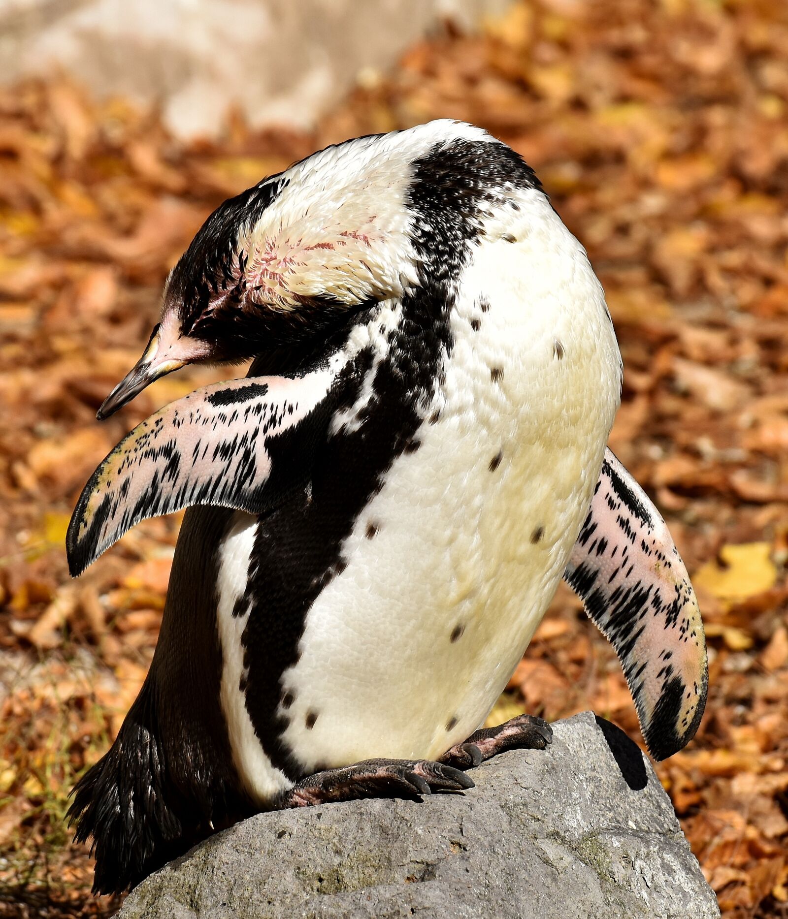 Nikon D7200 sample photo. Penguin, animal, animal world photography