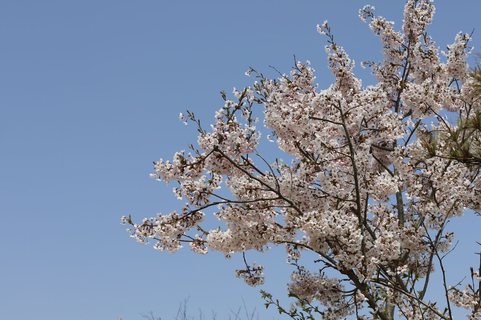 Canon EOS RP + Canon EF 50mm F1.8 STM sample photo. Cherry blossoms, tree, spring photography