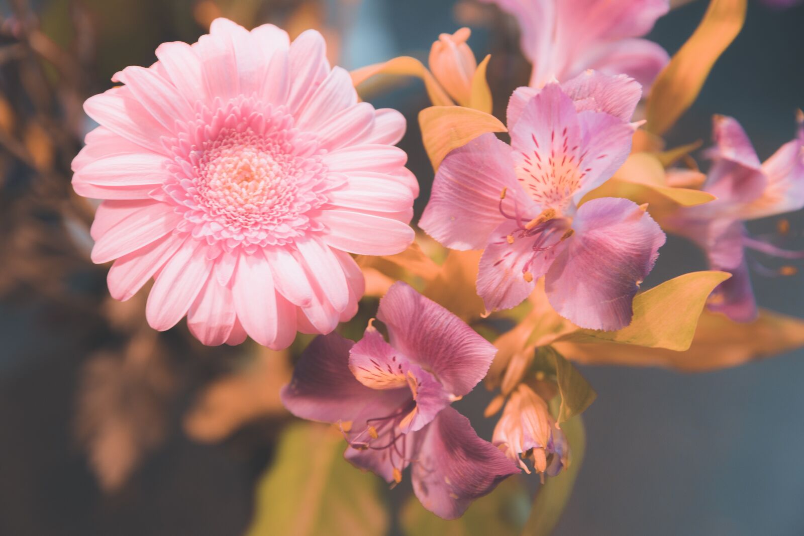 Canon EOS 5D Mark IV sample photo. Flowers, petals, nature photography