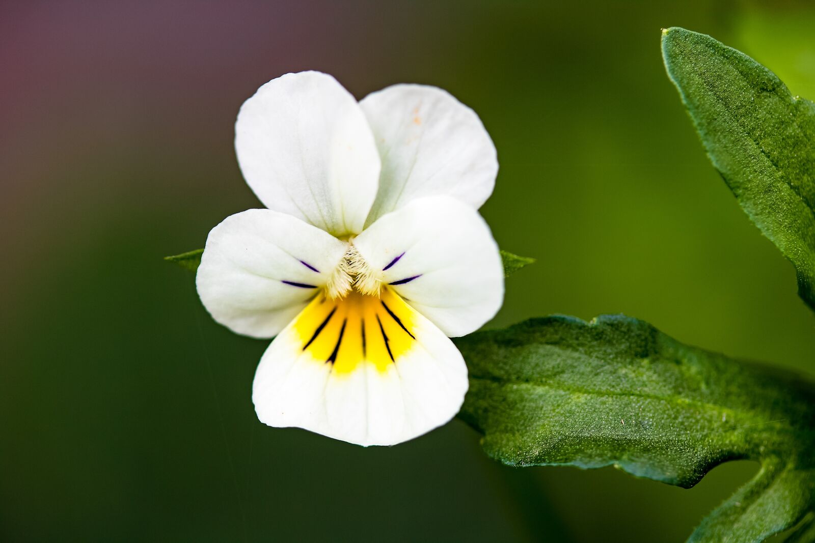 Canon EF-S 60mm F2.8 Macro USM sample photo. Wild pansy, viola tricolor photography