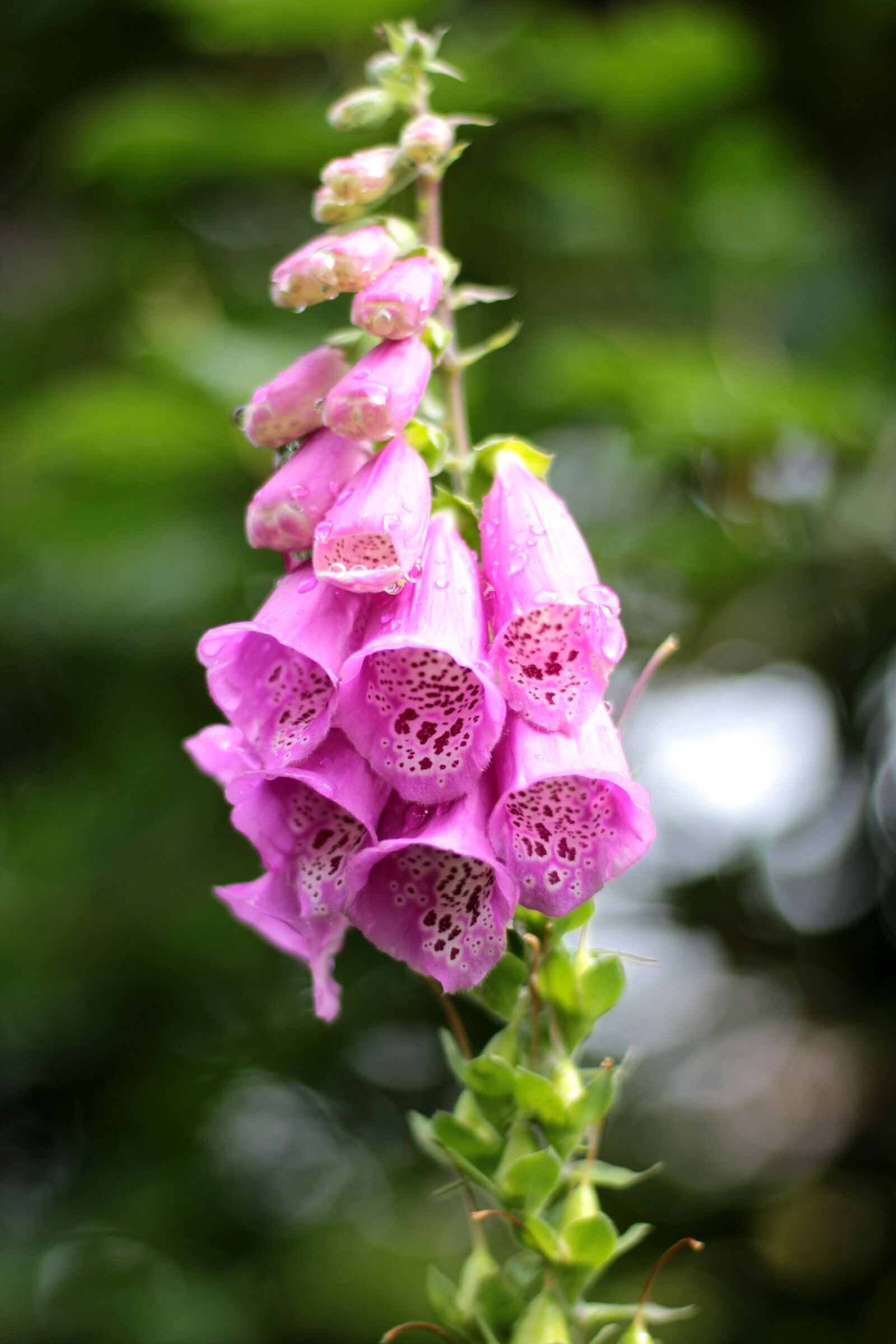 Canon EOS 600D (Rebel EOS T3i / EOS Kiss X5) sample photo. Digitalis, foxglove, pink photography