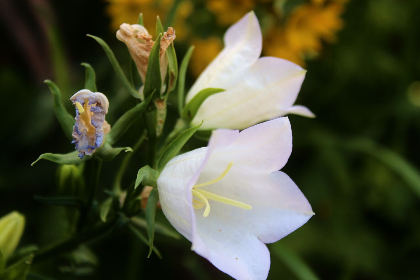 Canon EOS 1300D (EOS Rebel T6 / EOS Kiss X80) sample photo. Flower bell, flower, white photography