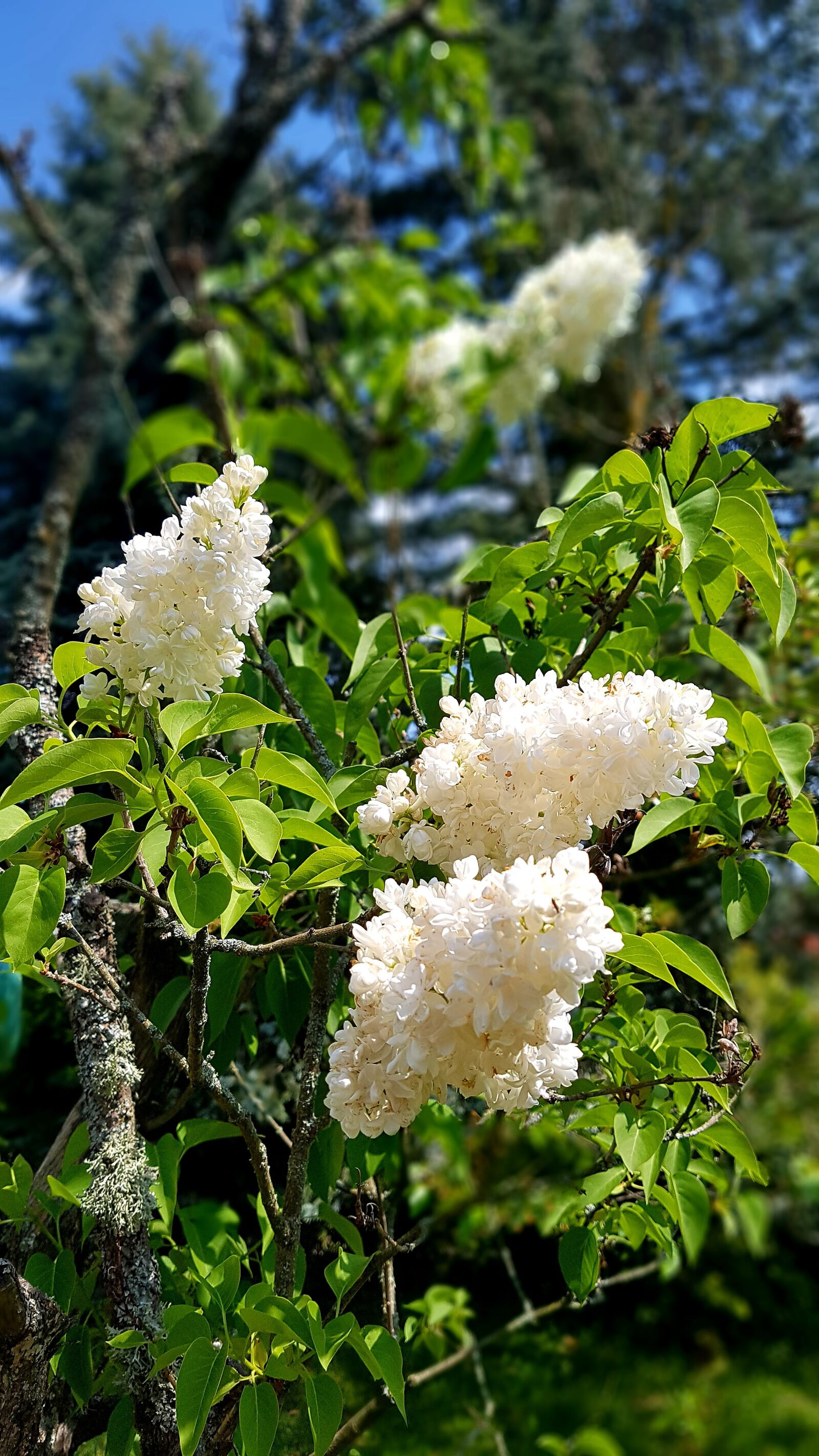 Samsung Galaxy S7 sample photo. White lilac, bush, flowers photography