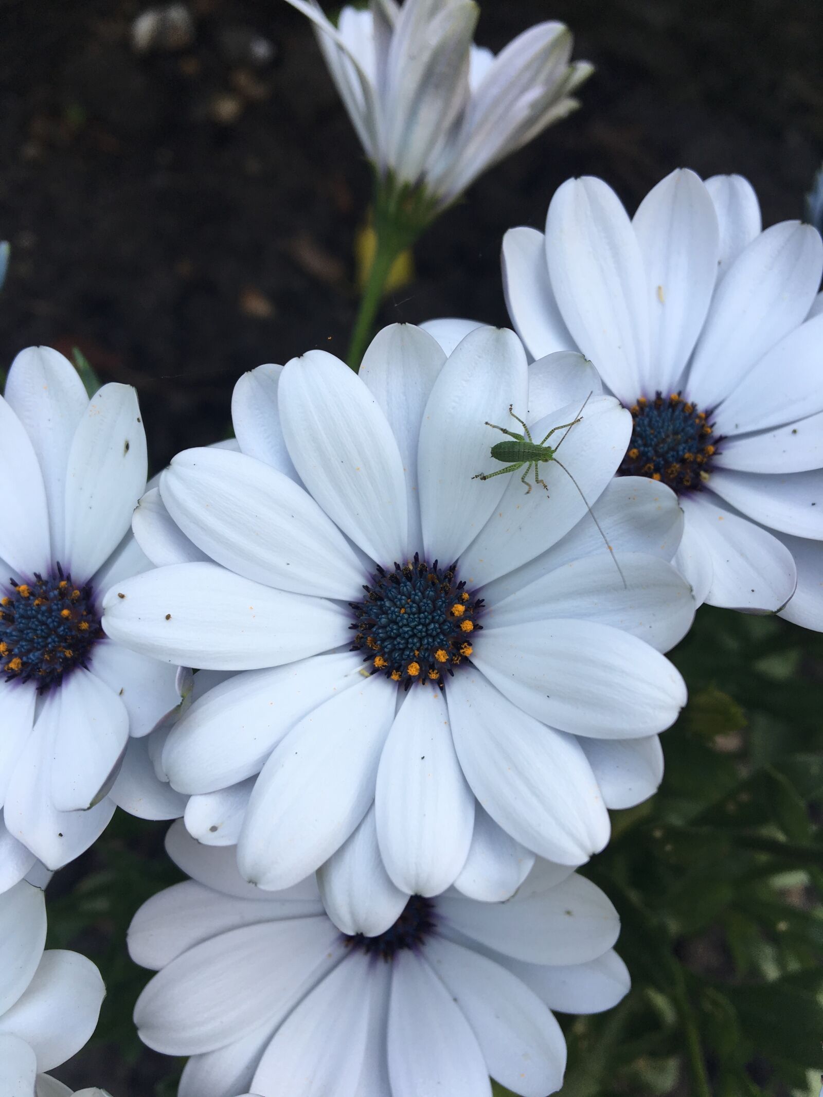 Apple iPhone 6s sample photo. Bug, white, flower photography