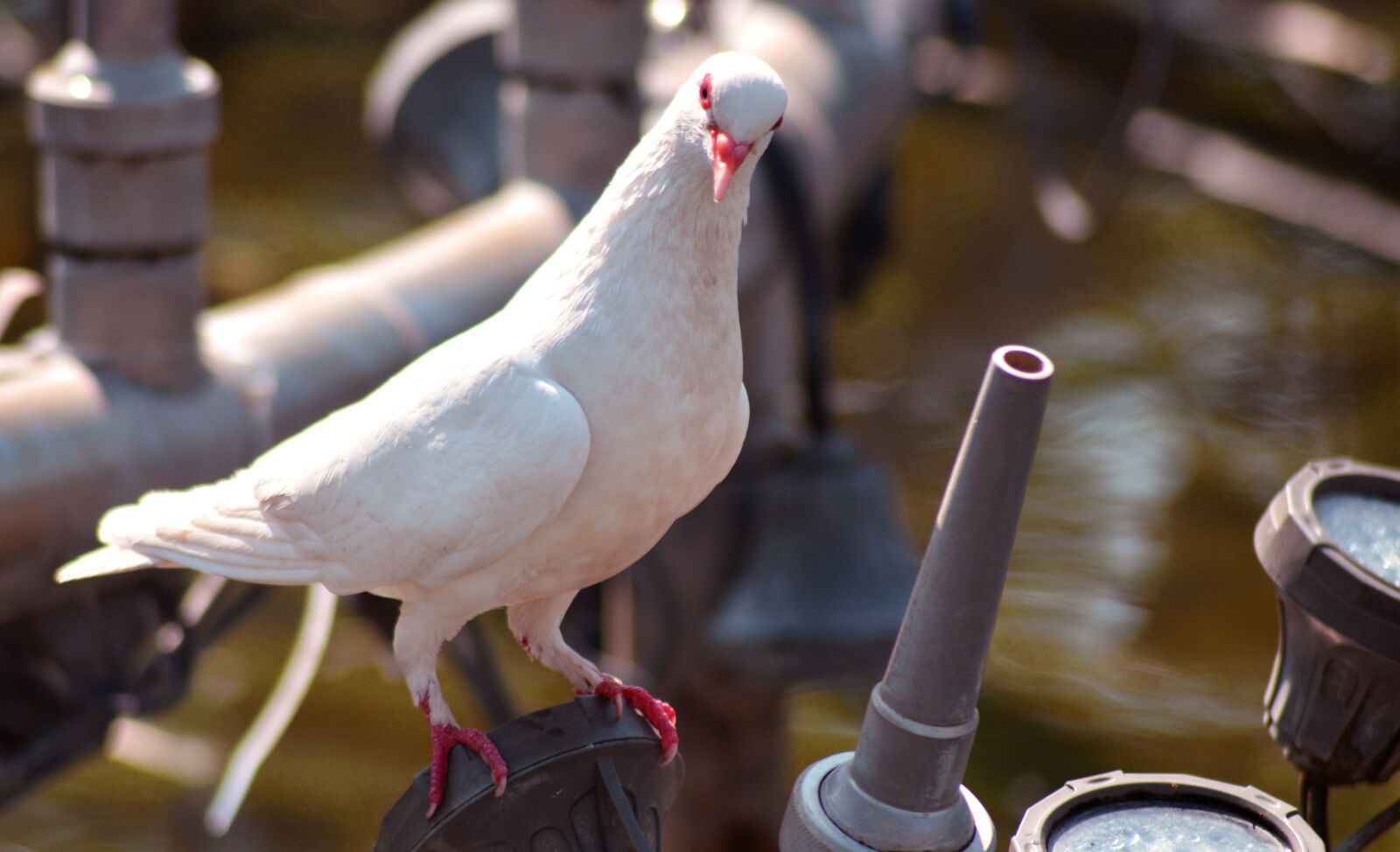 Nikon D5200 sample photo. Dove, pigeon, bird photography