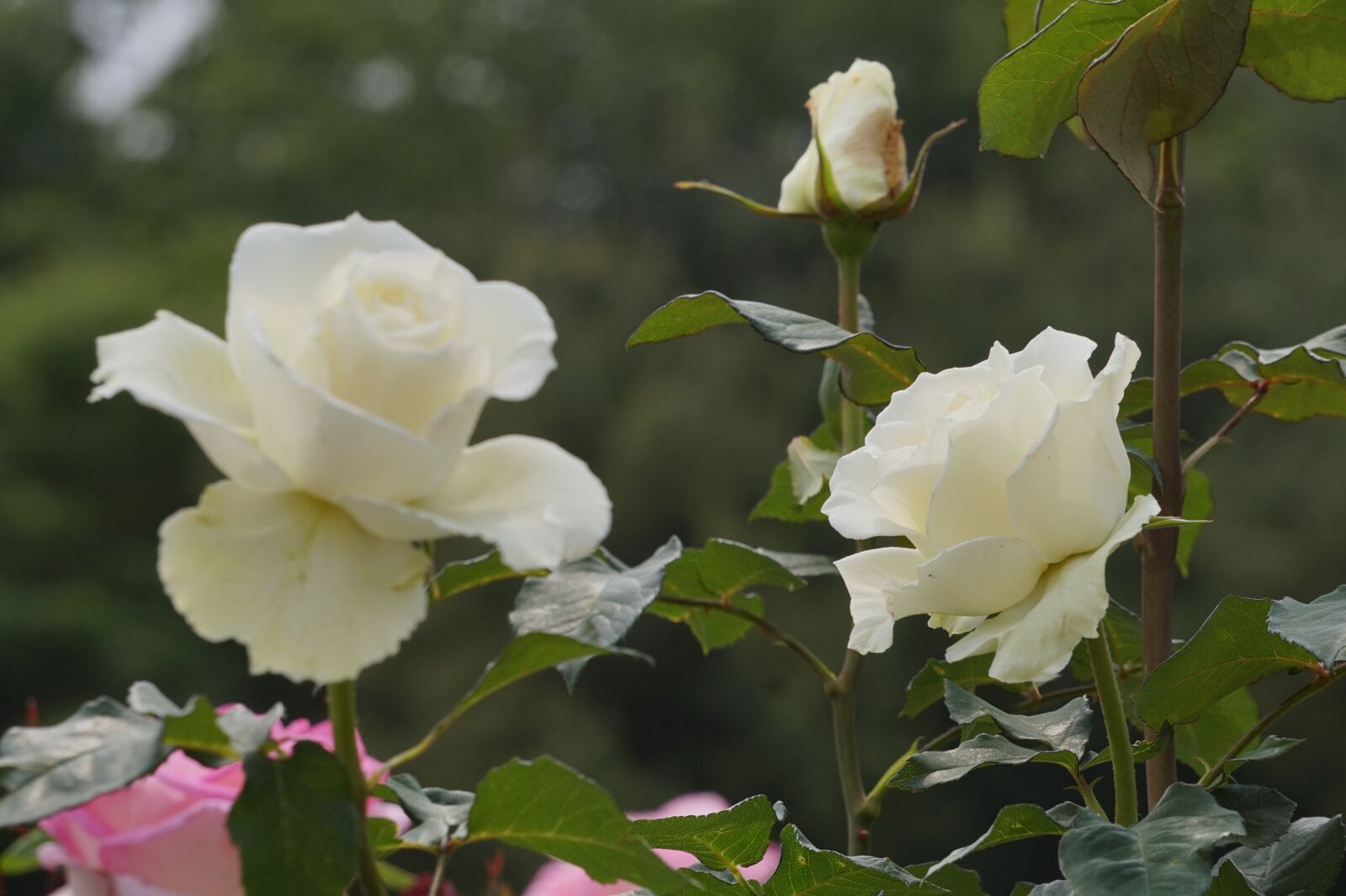 Sony Alpha a5000 (ILCE 5000) sample photo. Rose, white rose, park photography