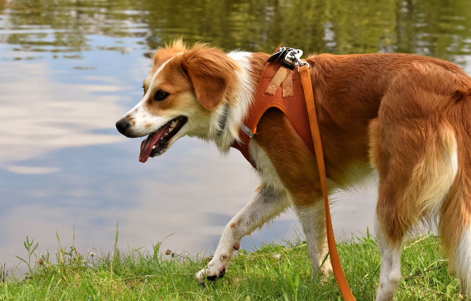 Nikon D7200 sample photo. Dog, pet, hybrid photography