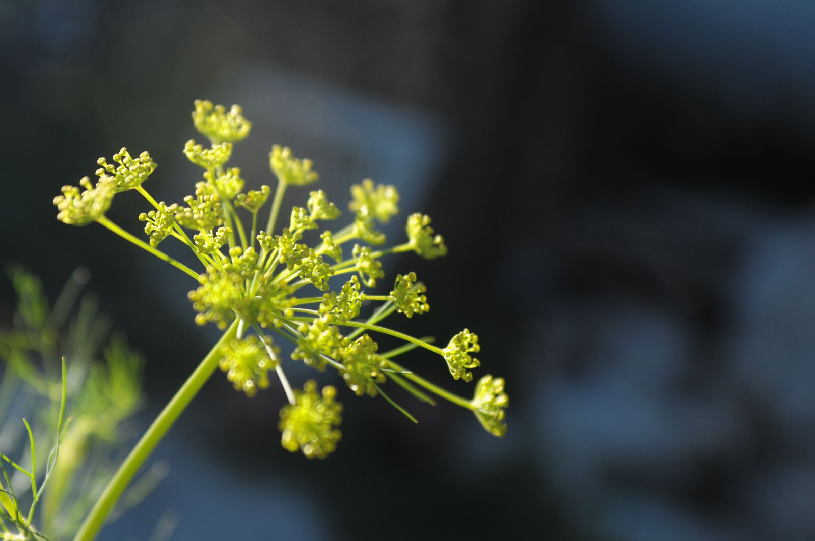 Nikon D300 sample photo. Flower, plant, macro photography