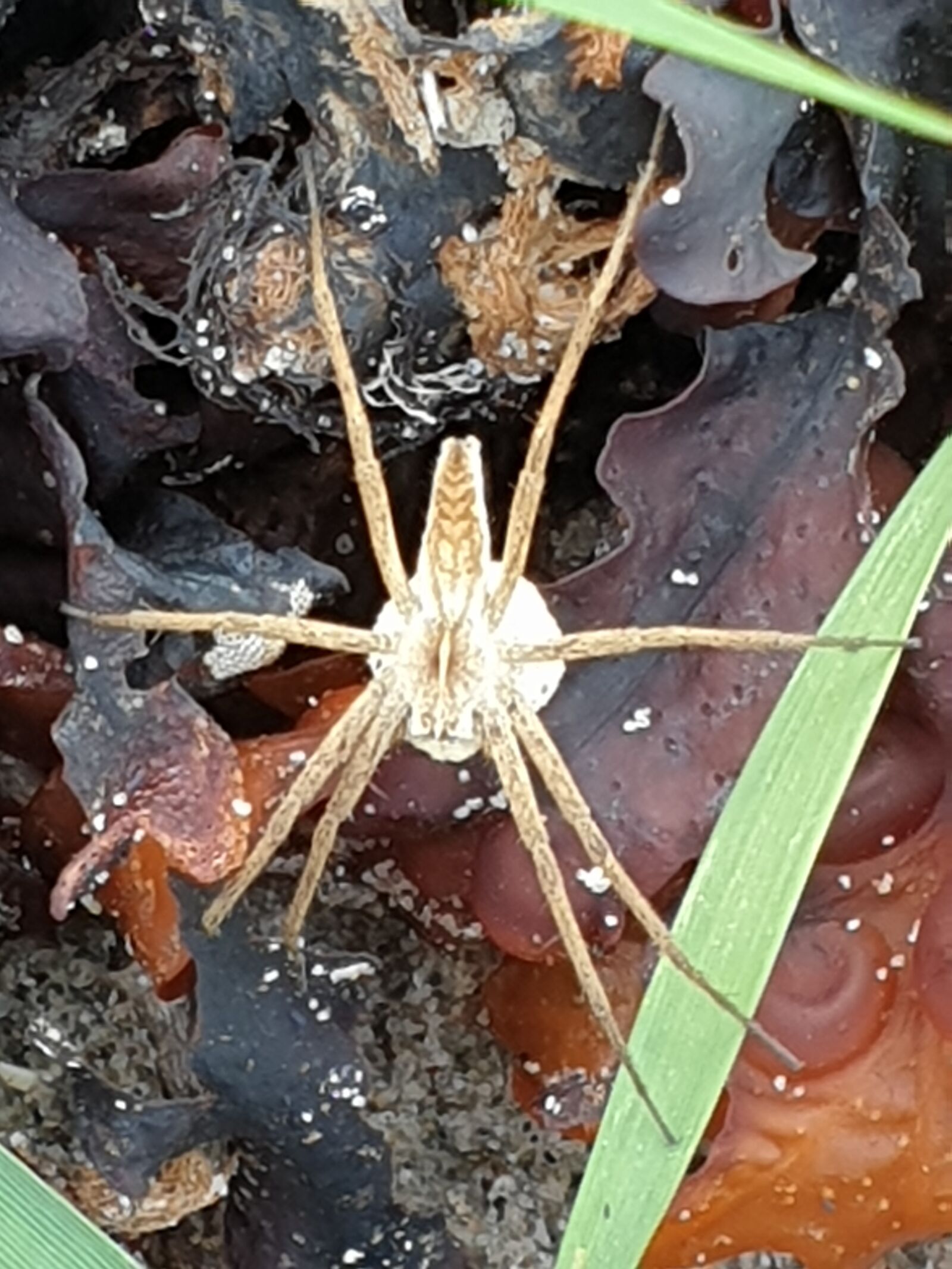 Samsung Galaxy Note9 sample photo. Rovedderkop, strandedderkop, æggesæk photography