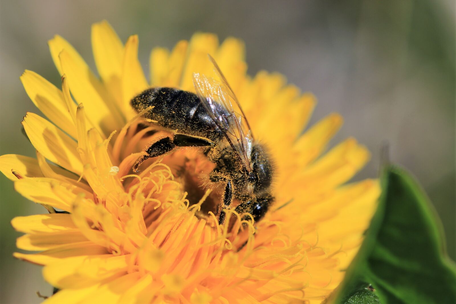 Canon EOS 1200D (EOS Rebel T5 / EOS Kiss X70 / EOS Hi) sample photo. Bee, dandelion, pollen photography