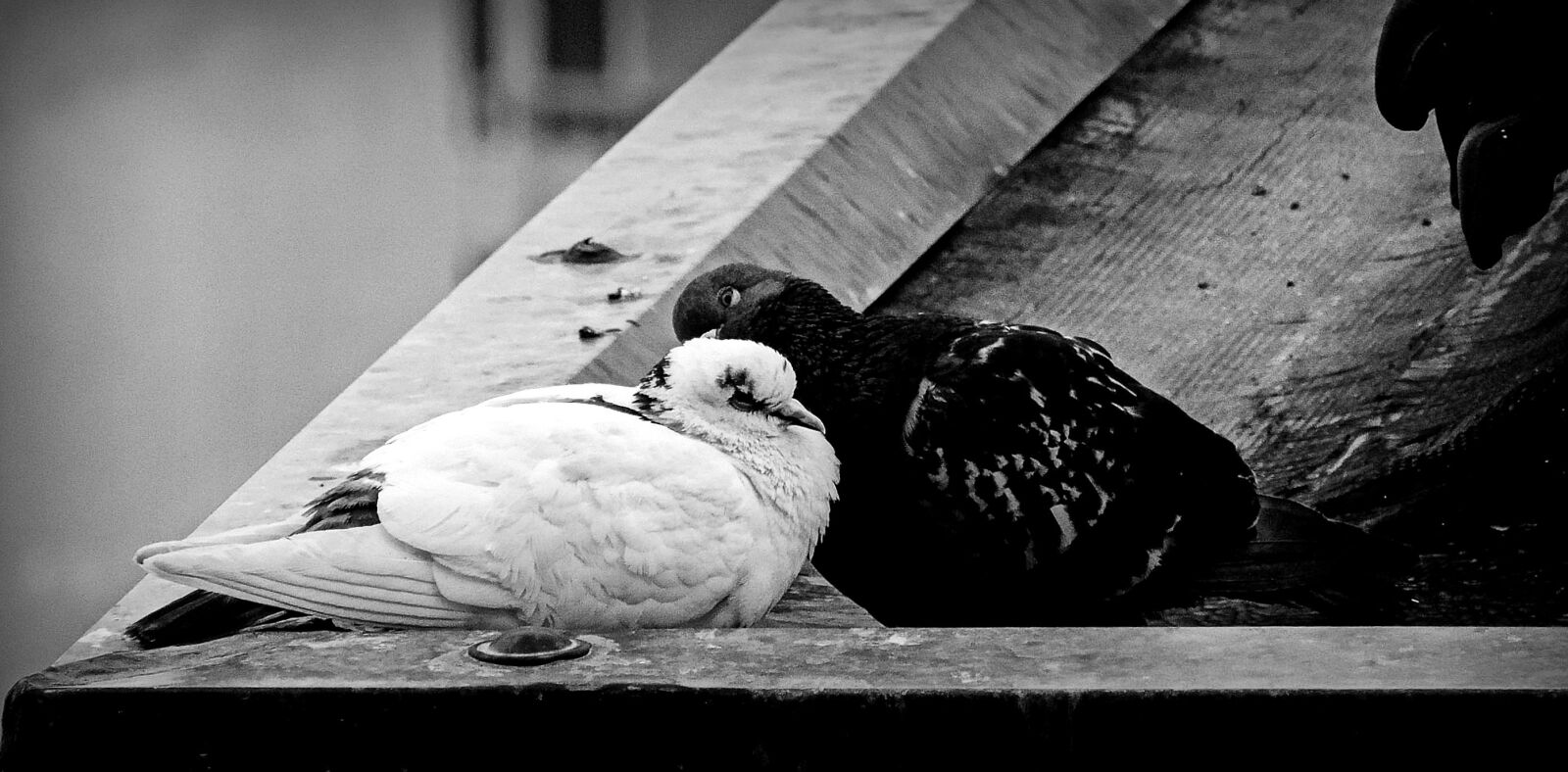 Nikon Coolpix P520 sample photo. Torino, piemonte, italy photography