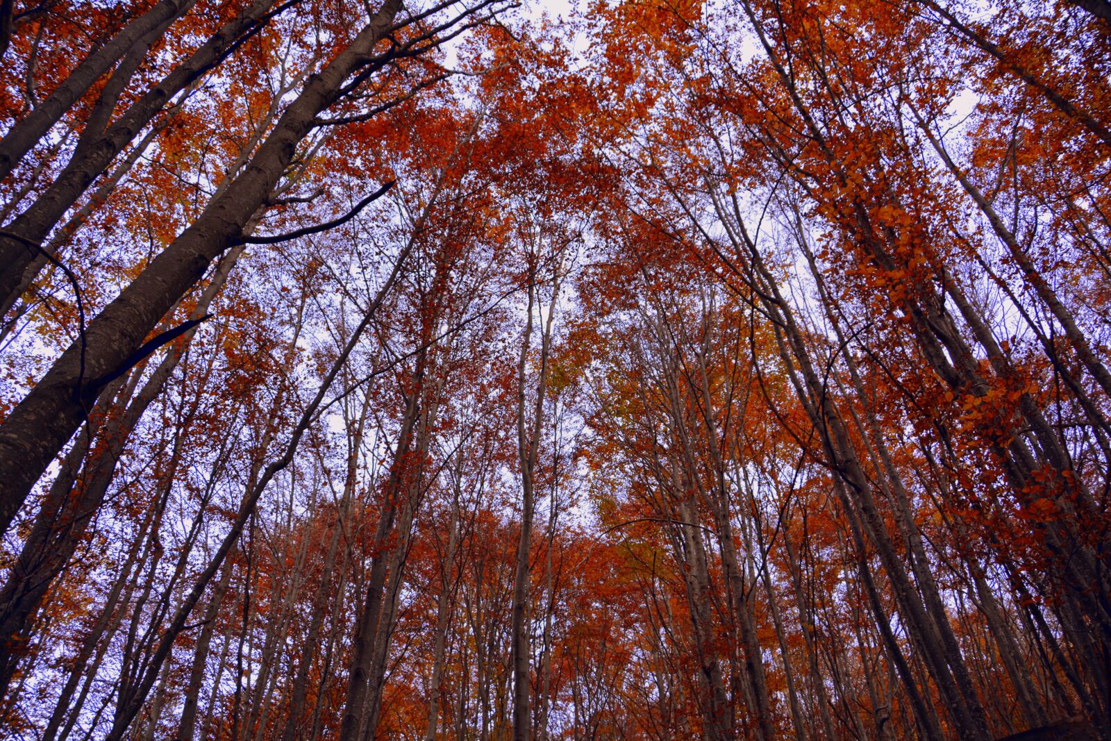 Nikon D7100 sample photo. Trees, forest, autumn photography
