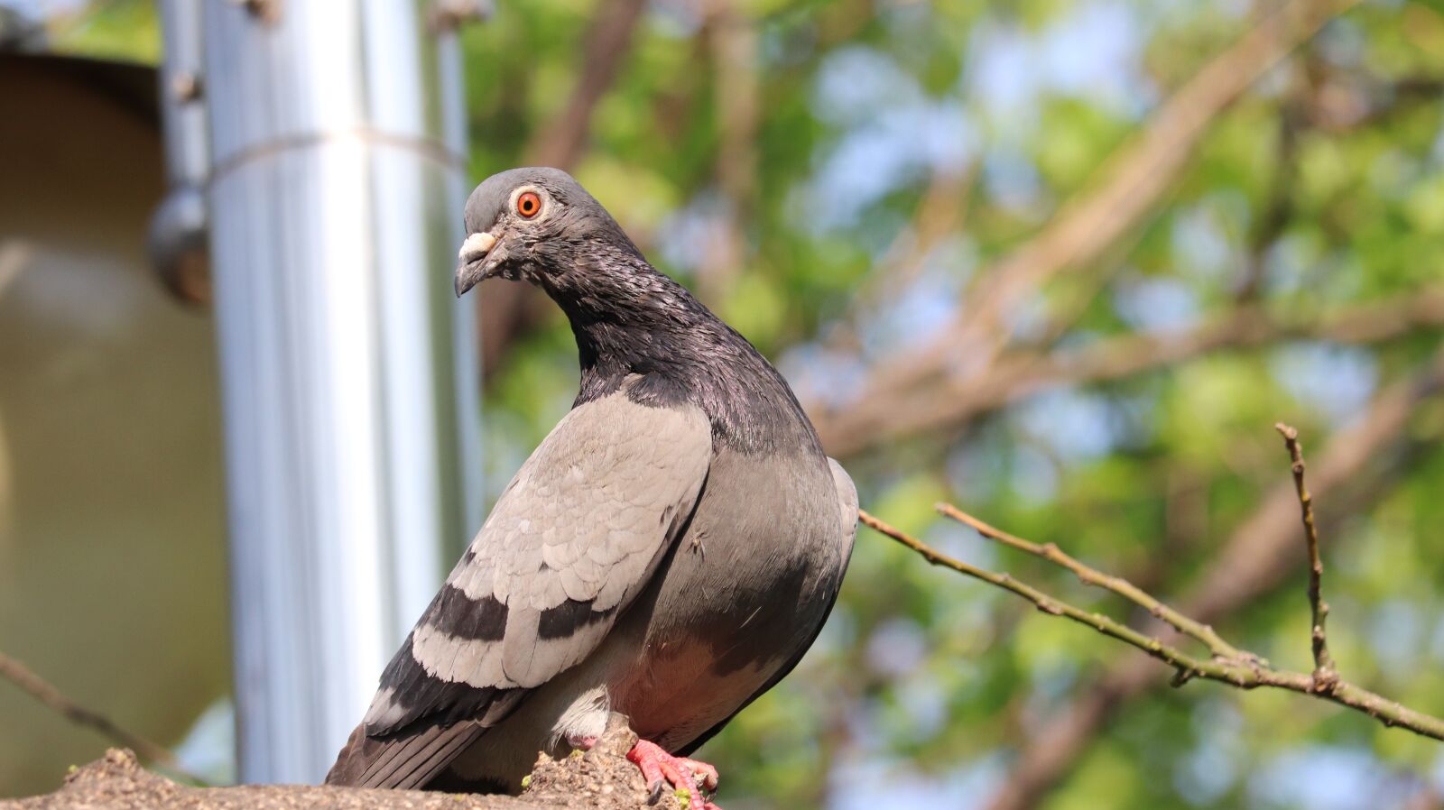 Canon EOS 77D (EOS 9000D / EOS 770D) sample photo. New, nature, wildlife photography