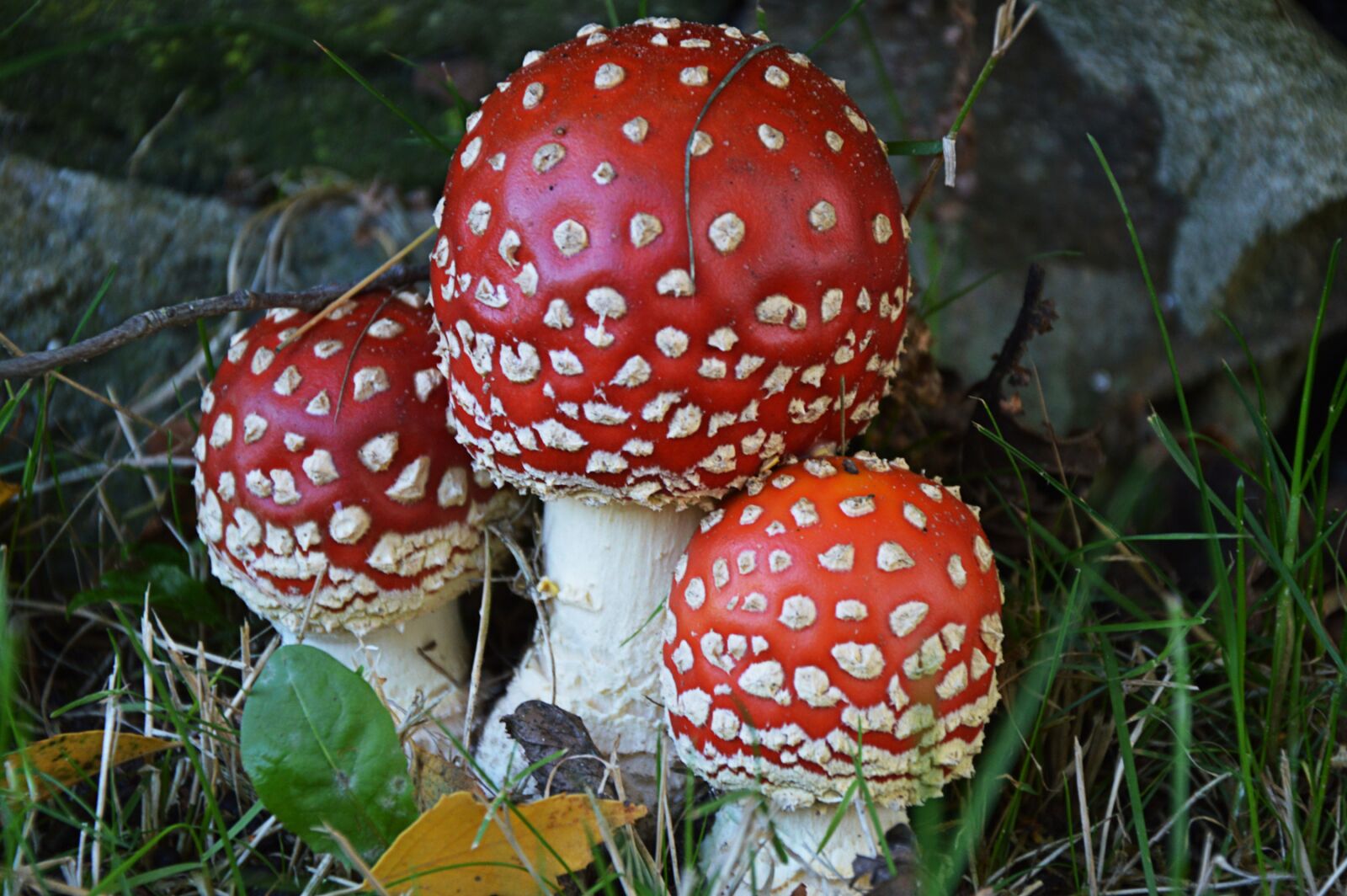 Nikon D3200 sample photo. Fly agaric, forest, toxic photography