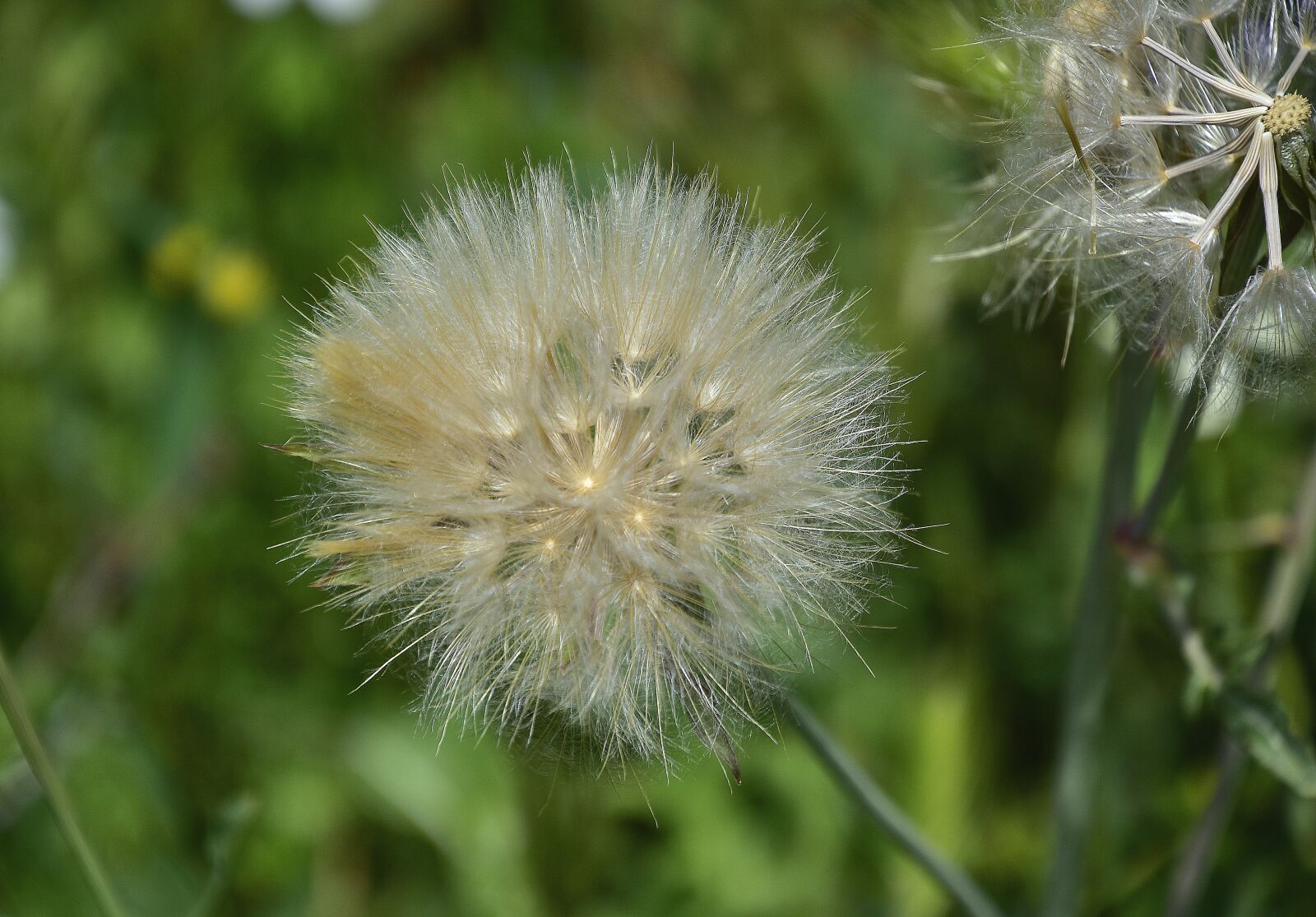 Nikon D7200 sample photo. Nature, taraxacum, plant photography