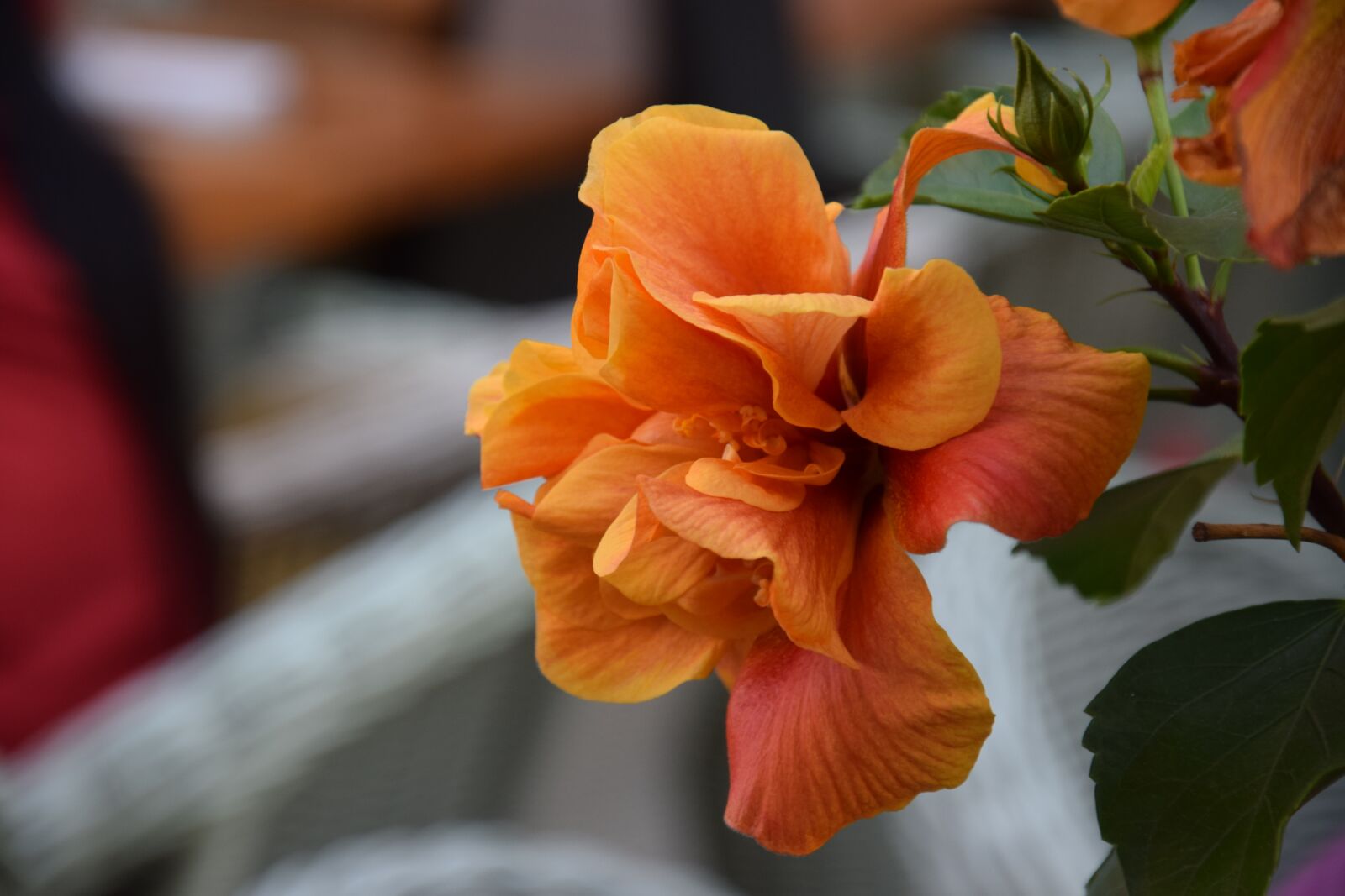 Nikon D5300 sample photo. Flower, orange, bloom photography