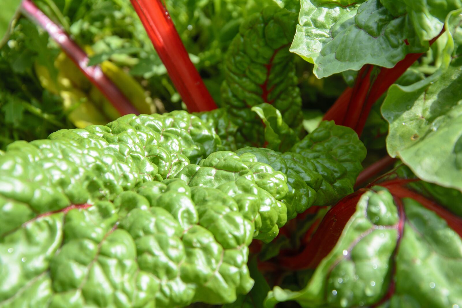 Nikon D7100 sample photo. Chard, garden, vegetables photography