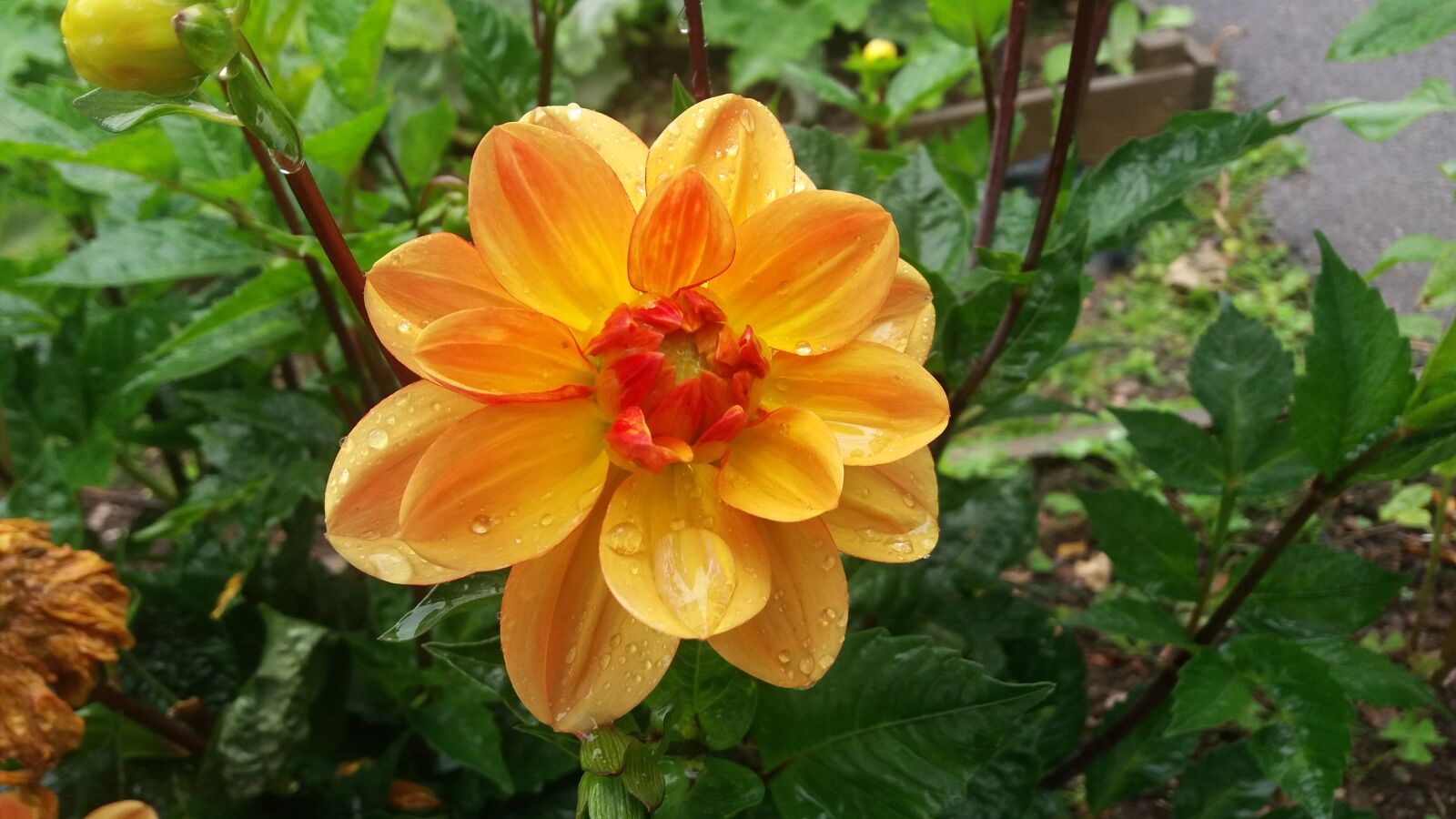Samsung Galaxy J5 sample photo. Nature, flora, garden photography