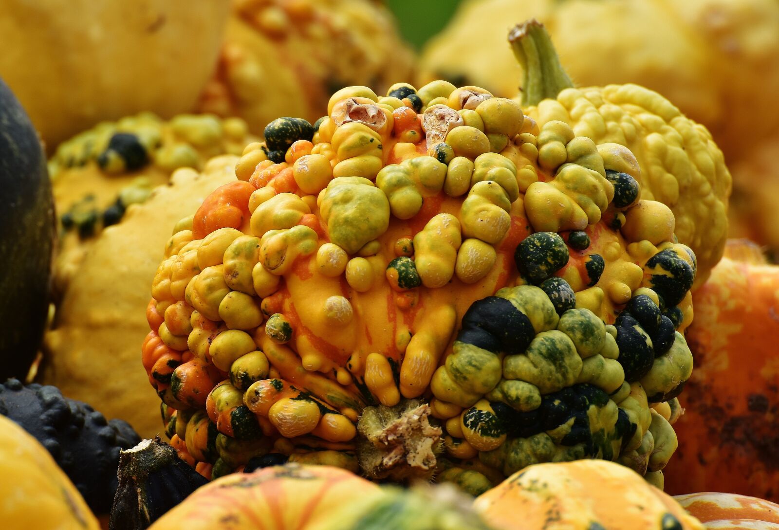 Nikon D7200 sample photo. Pumpkins, autumn, autumn decoration photography