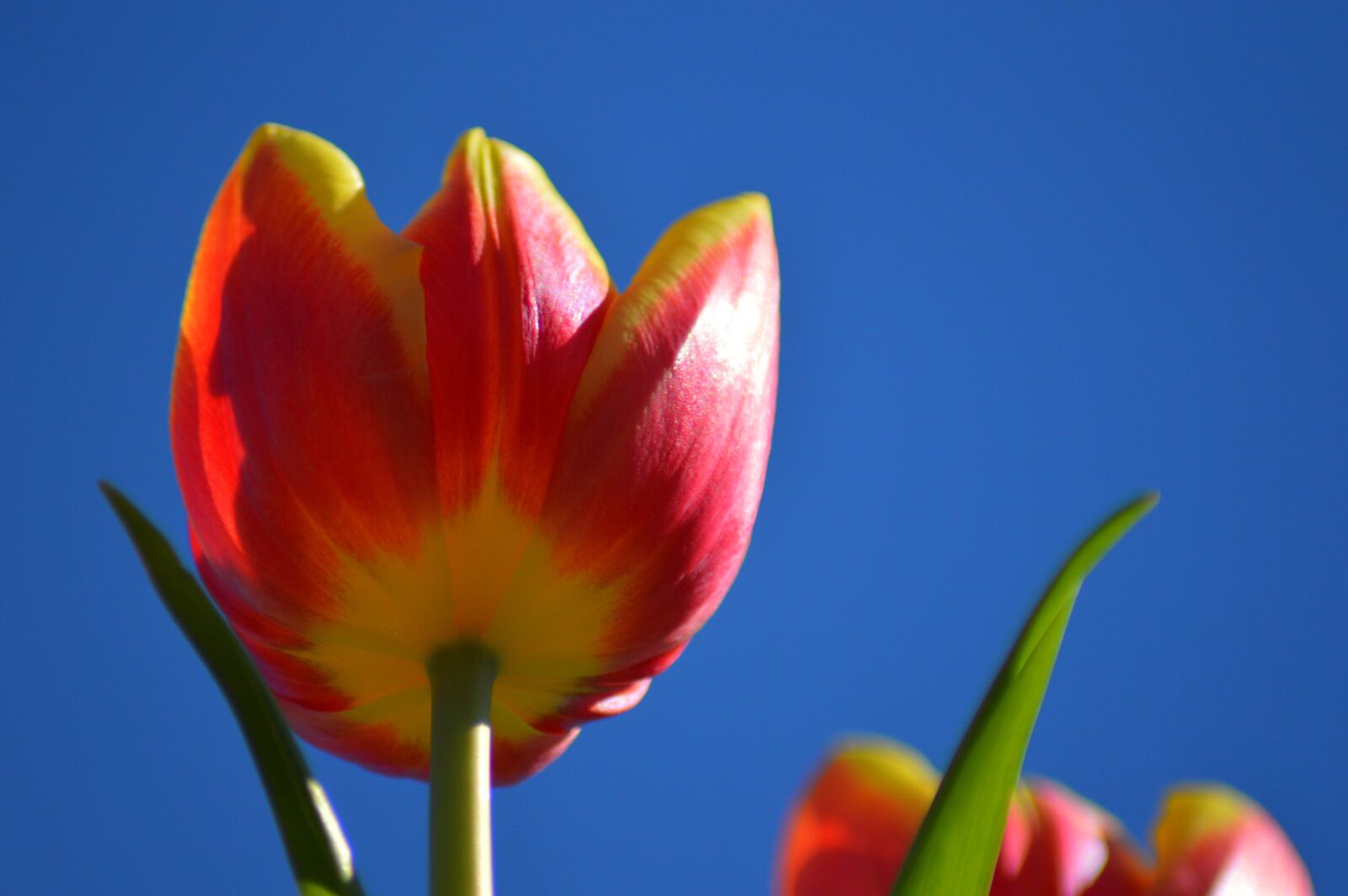 Nikon D3200 sample photo. Tulip, flower, netherlands photography