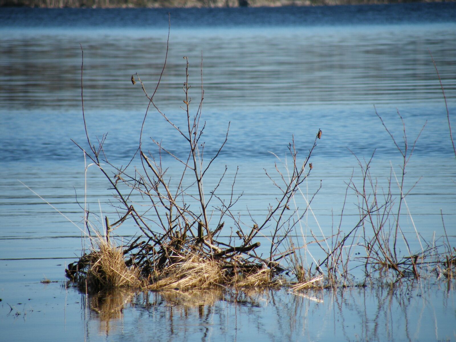 Fujifilm FinePix S8000fd sample photo. Twig in water, lake photography