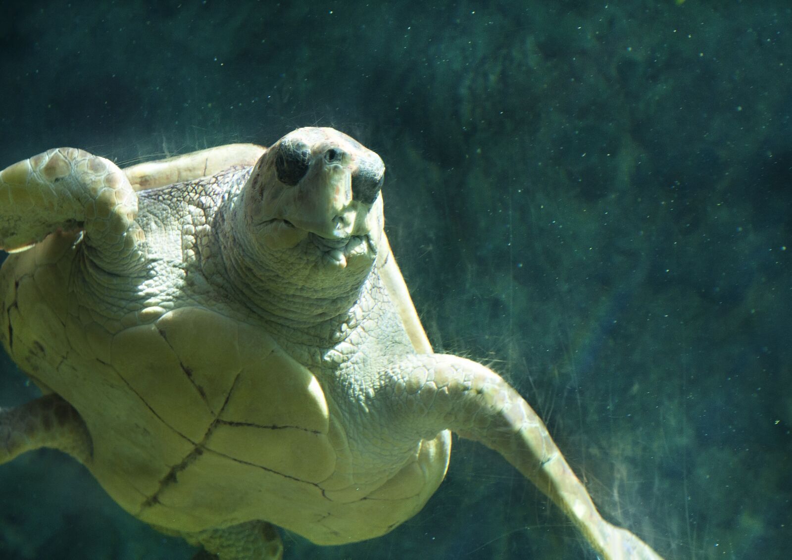 Nikon D90 sample photo. Sea, turtle, ocean photography