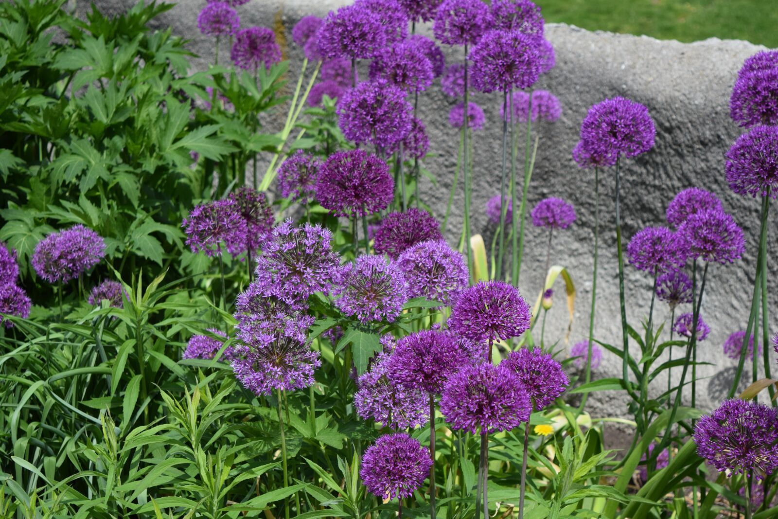 Nikon D5300 sample photo. Flowers, purple, nature photography